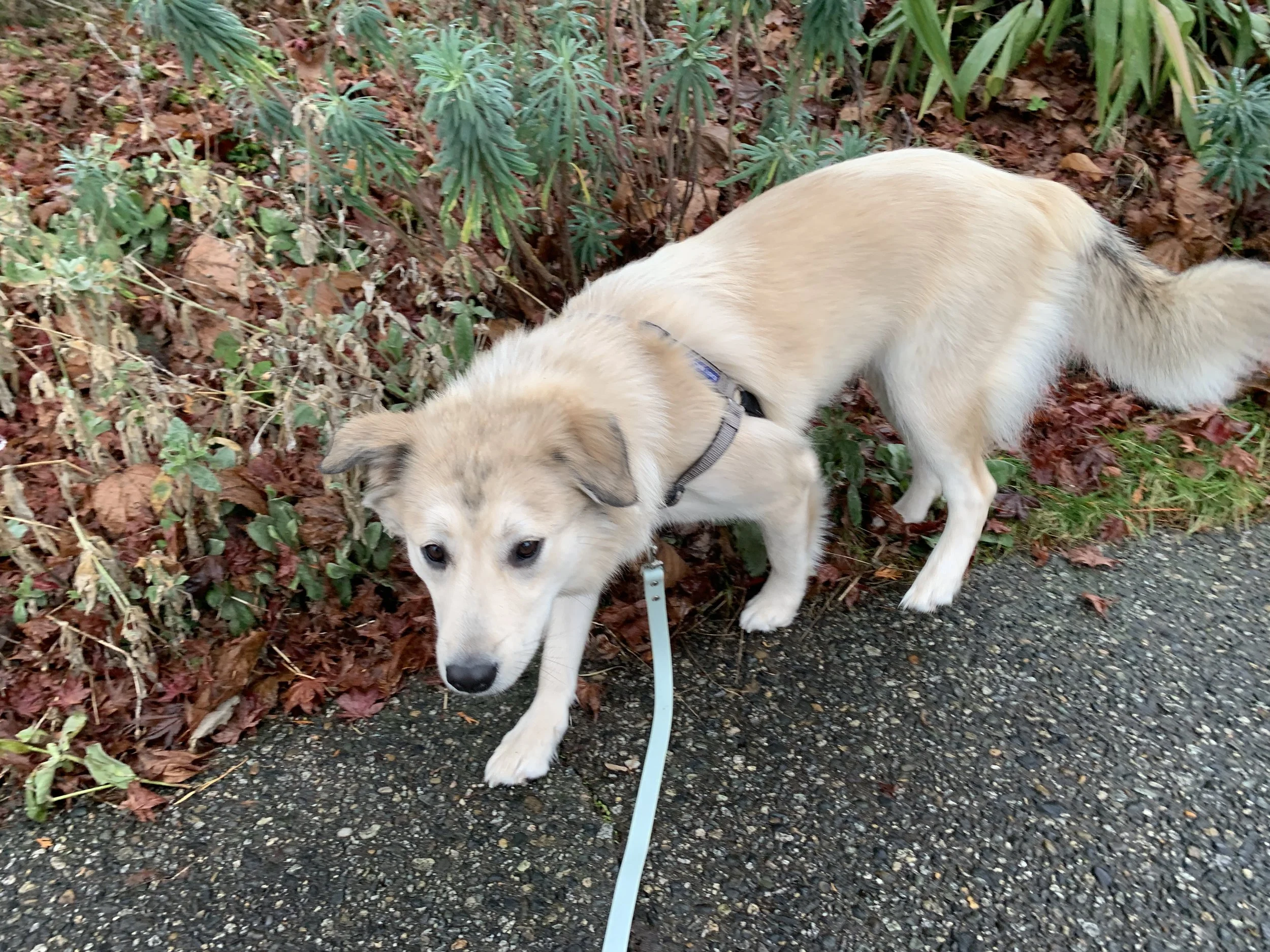 Harbour, a husky mix with big sweet eyes like a baby seal.