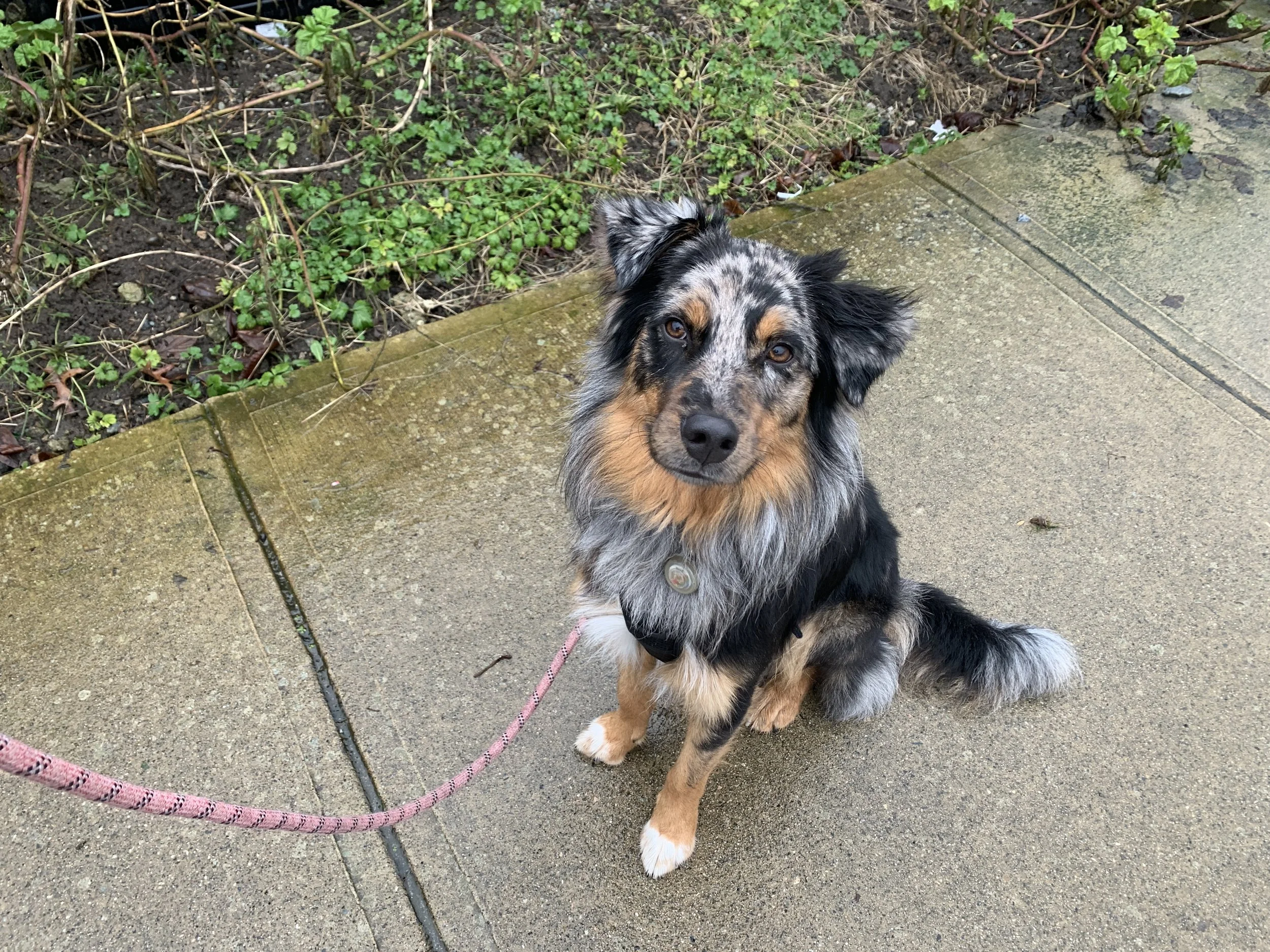 Max, an Australian shepherd, posing very handsomely.