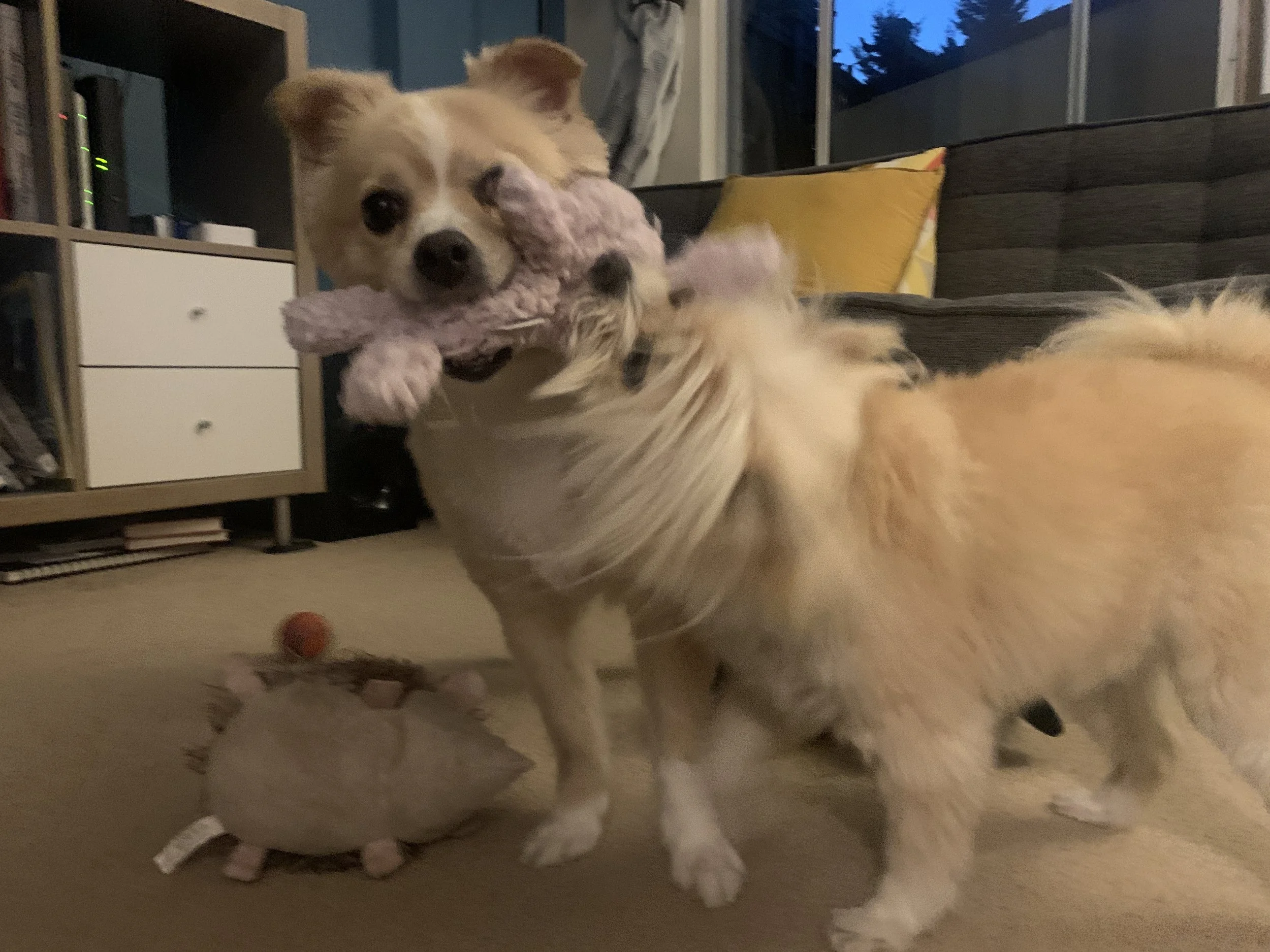 Soleil and Luna, two Pomeranian mixes.