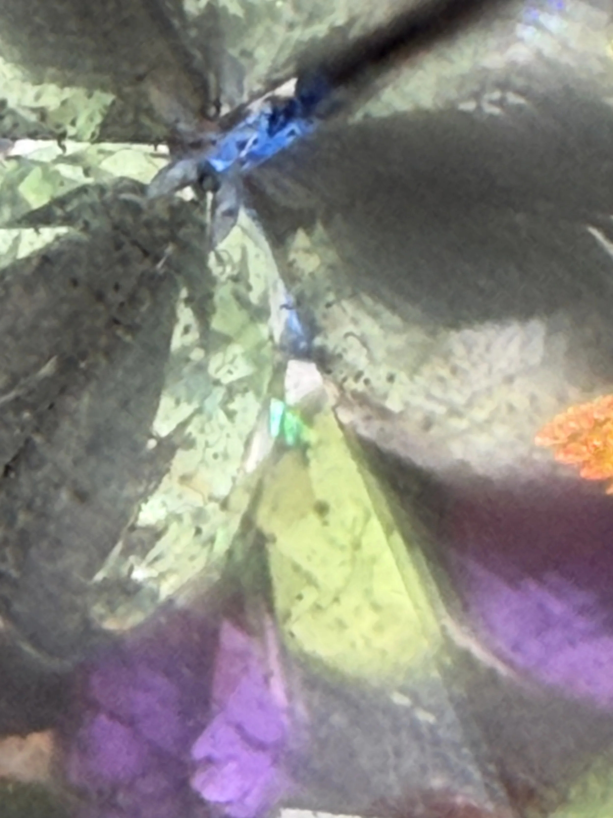 IMG_9215.jpeg