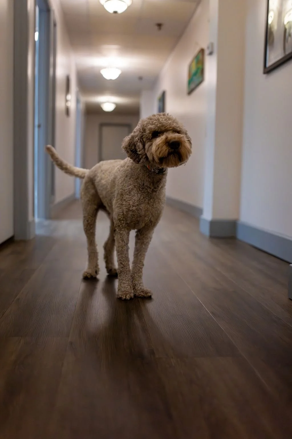 MQT Acupuncture, clinic Dog Lucca