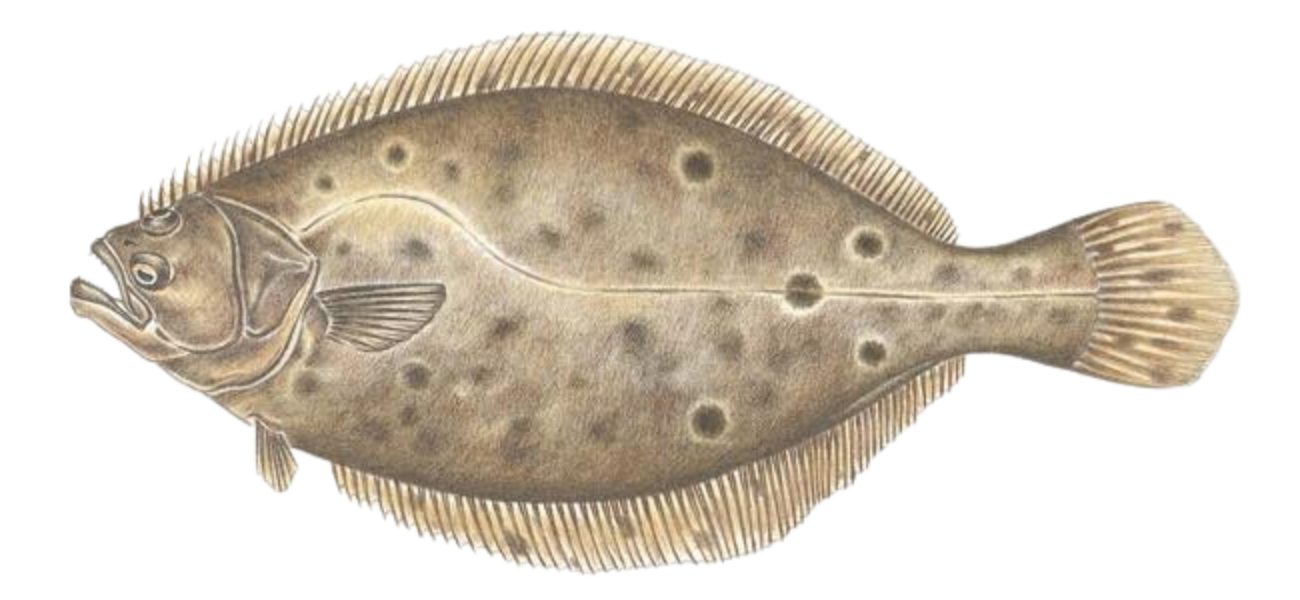 Fluke Fishing May_July_Fish The Fluke.png