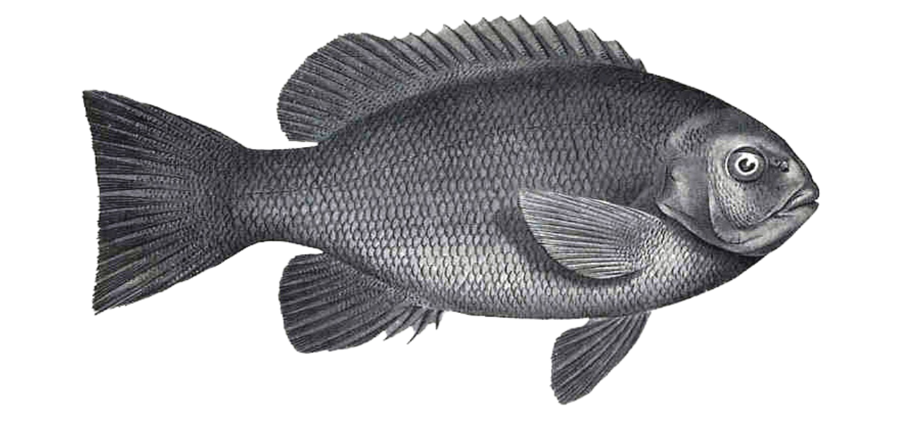 Blackfish_Fish The Fork_long island.png