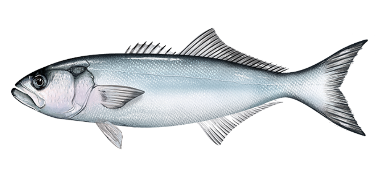 Bluefish_Long Island Fishing.png