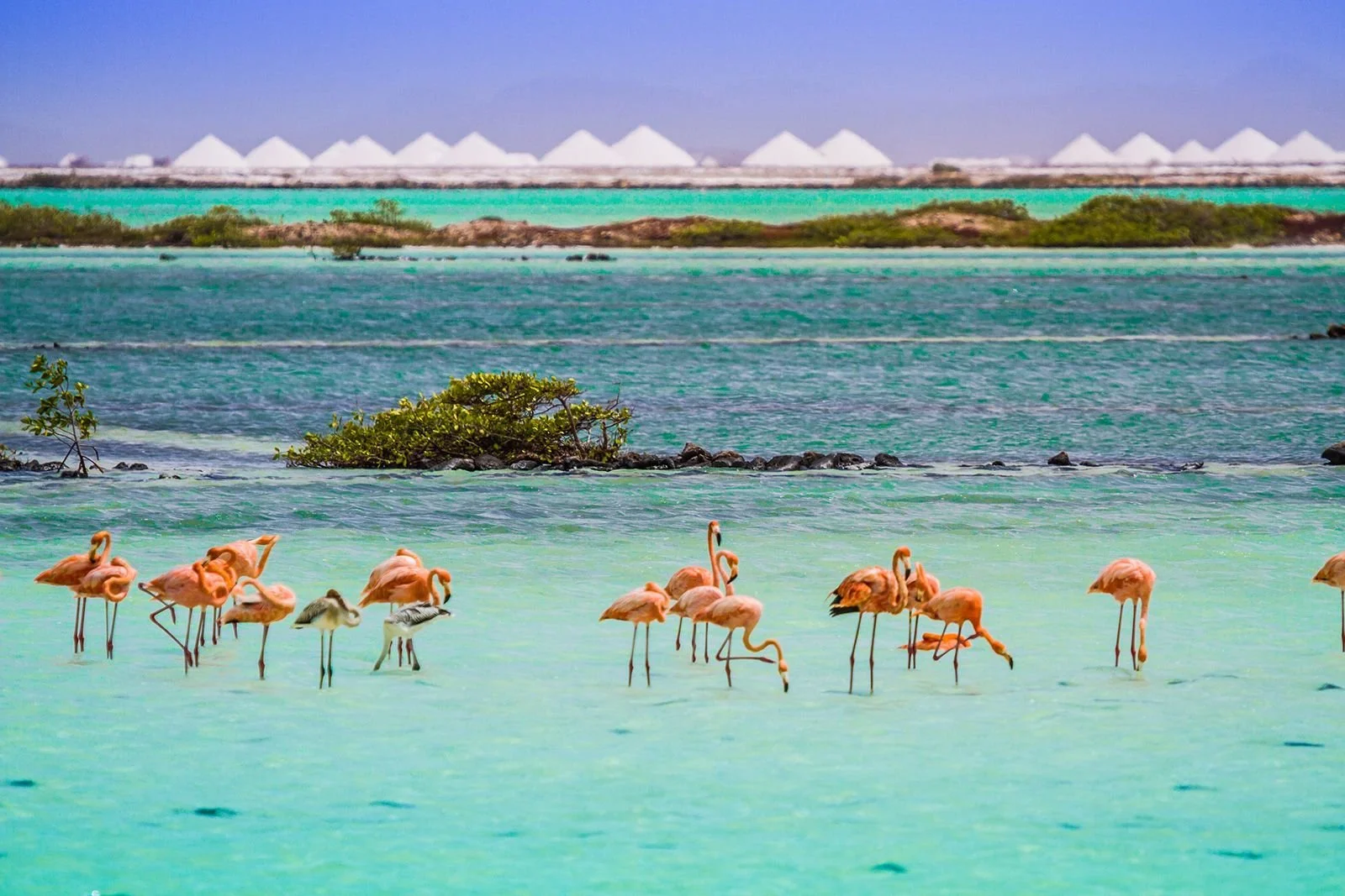 230706103611-01-body-bonaire-travel-flamingos.jpg