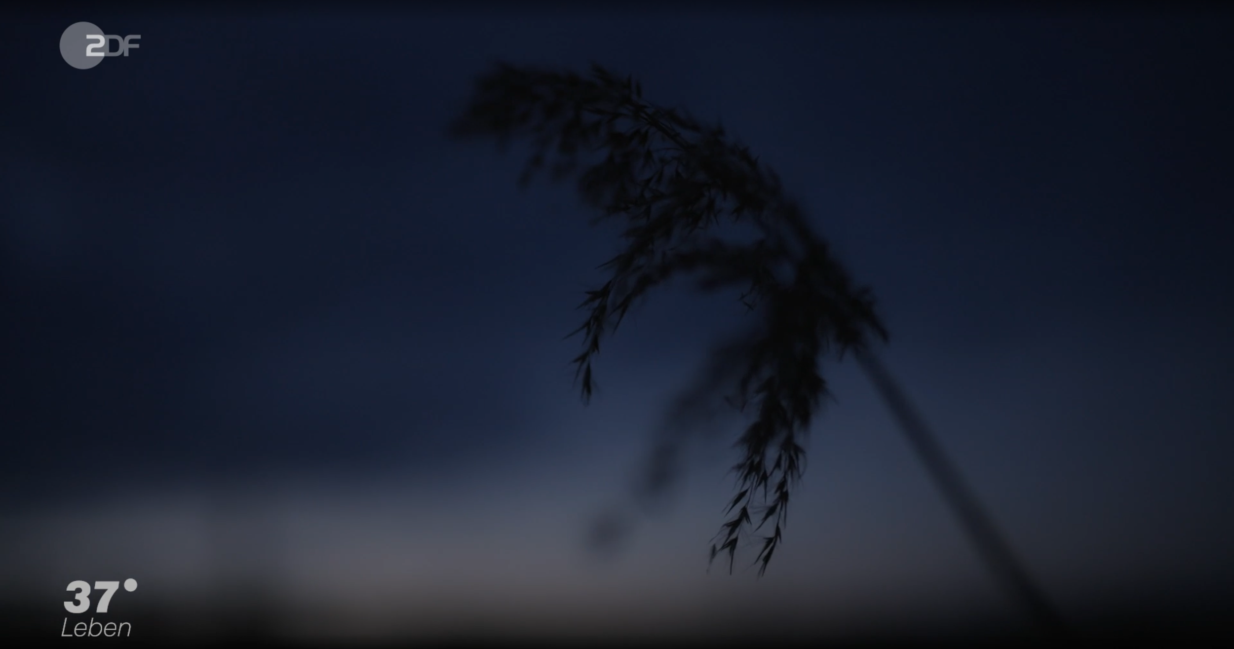 Eine Nahaufnahme einer Pflanze vor einem dunklen Himmel mit Wolken. Die Pflanze ist unscharf und im Vordergrund. Oben links sind die Logos von ZDF sichtbar.