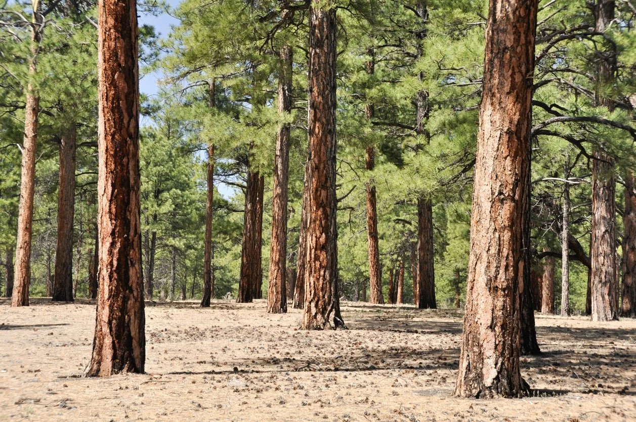 Pinehurst
