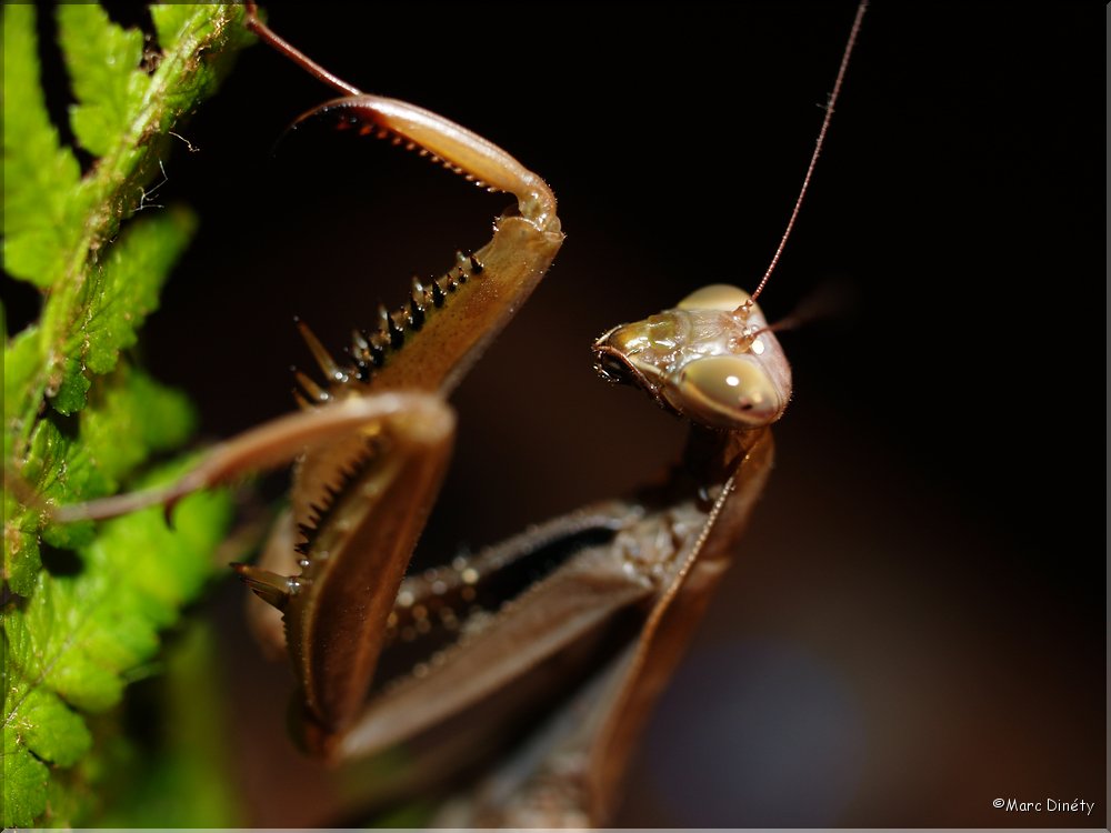 Mantes religieuses