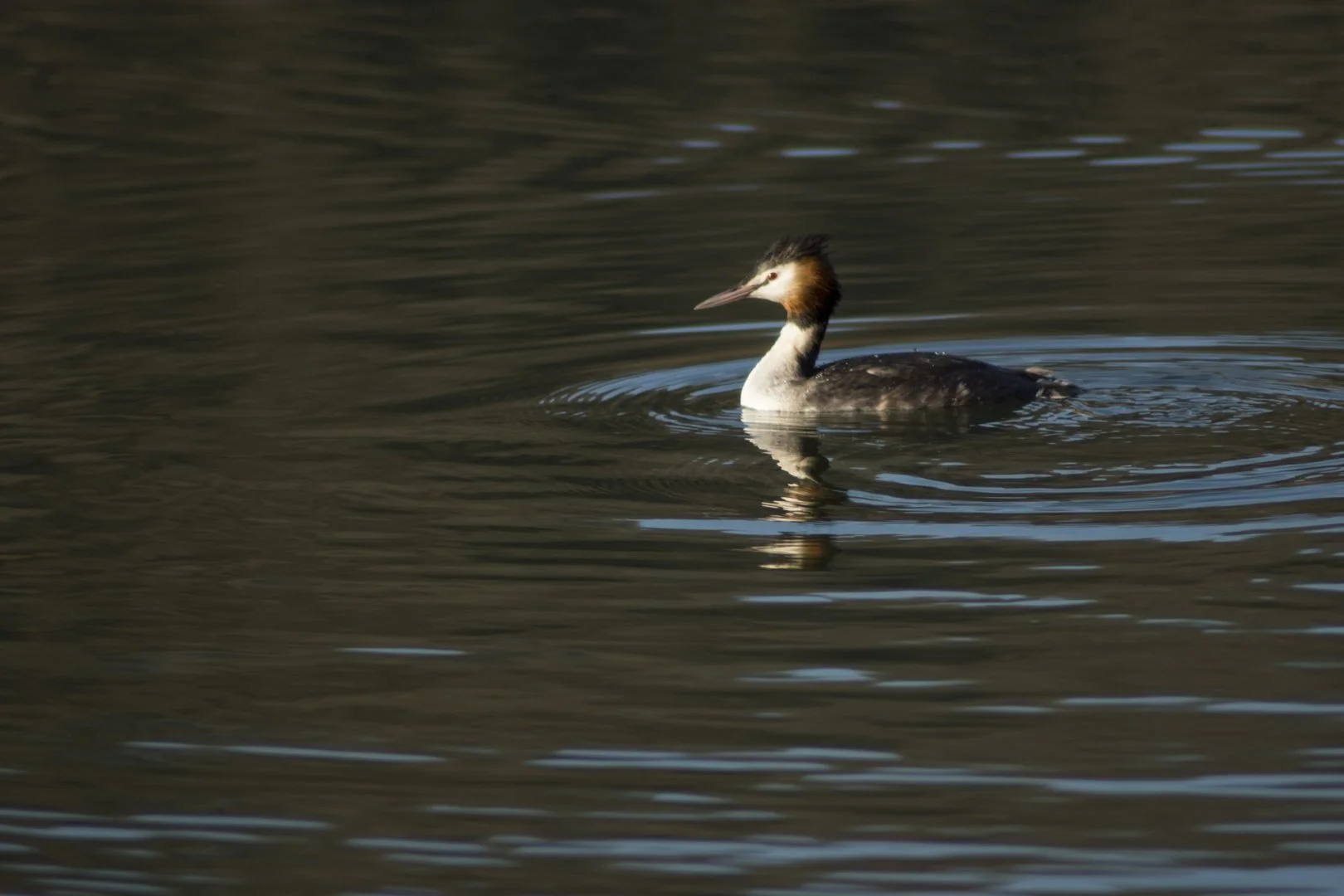 P-D-01-22-12-1.500-F-5.6-300mm-160-iso.jpg