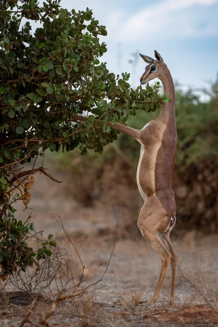 RG_1024_GazelleDeWaller.jpg
