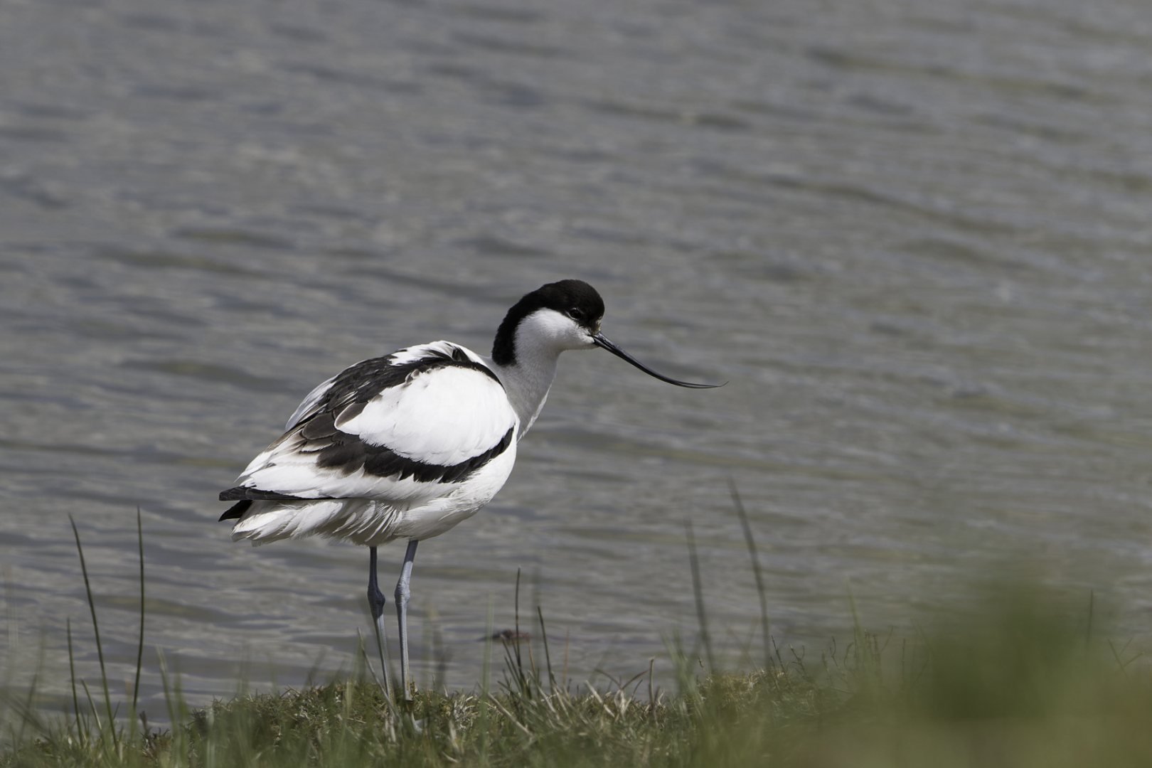 Avocette-elegante_1.jpg