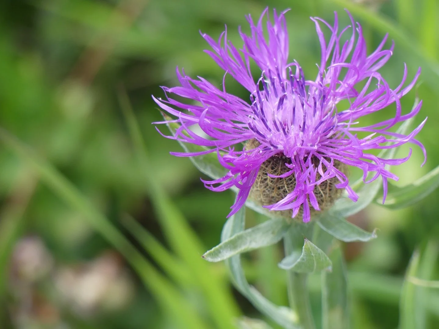 Fleur-de-Montagne.JPG