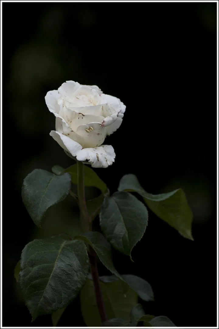 Roses-21.jpg