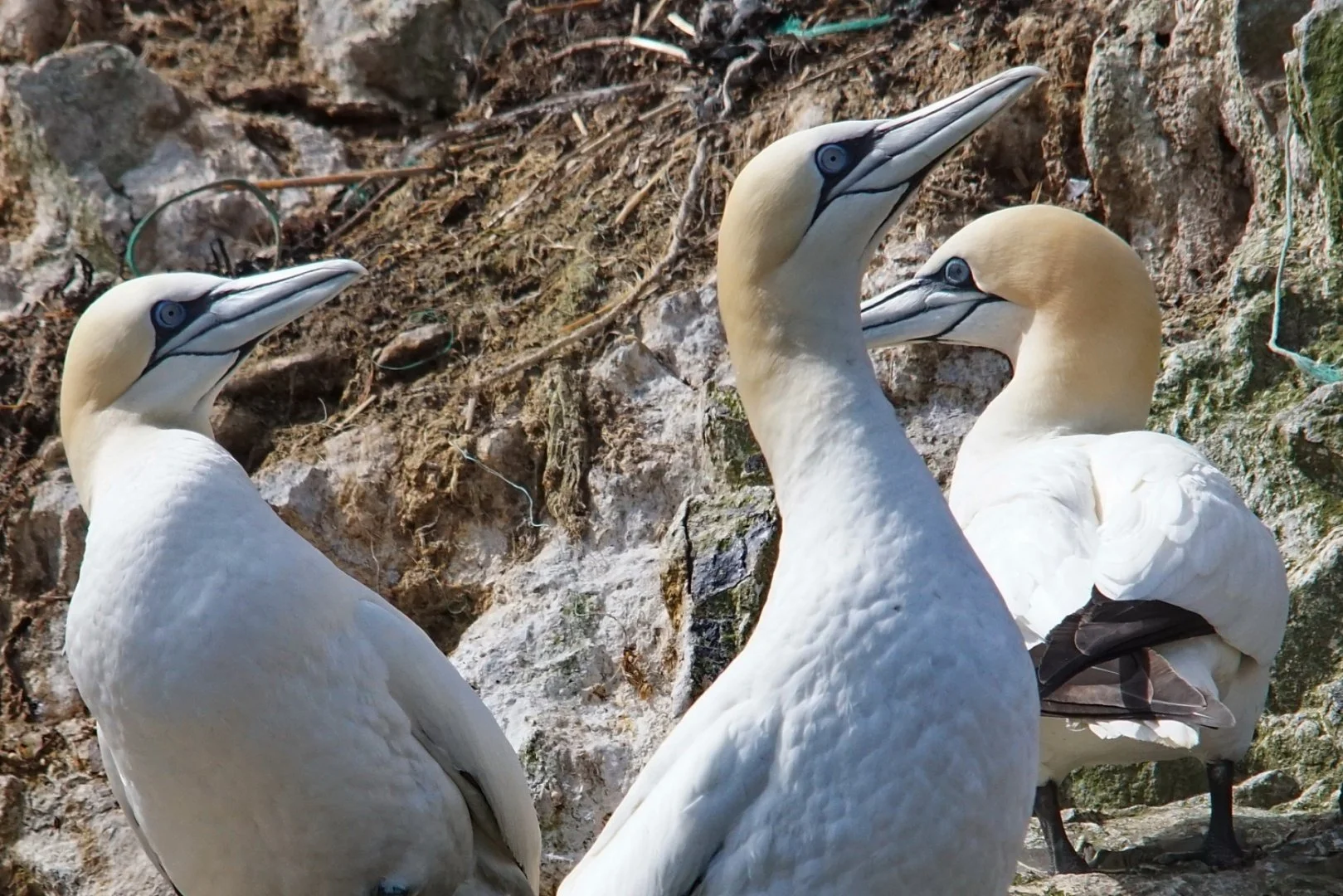 Belle-rencontre-aux-sept-Iles.jpg