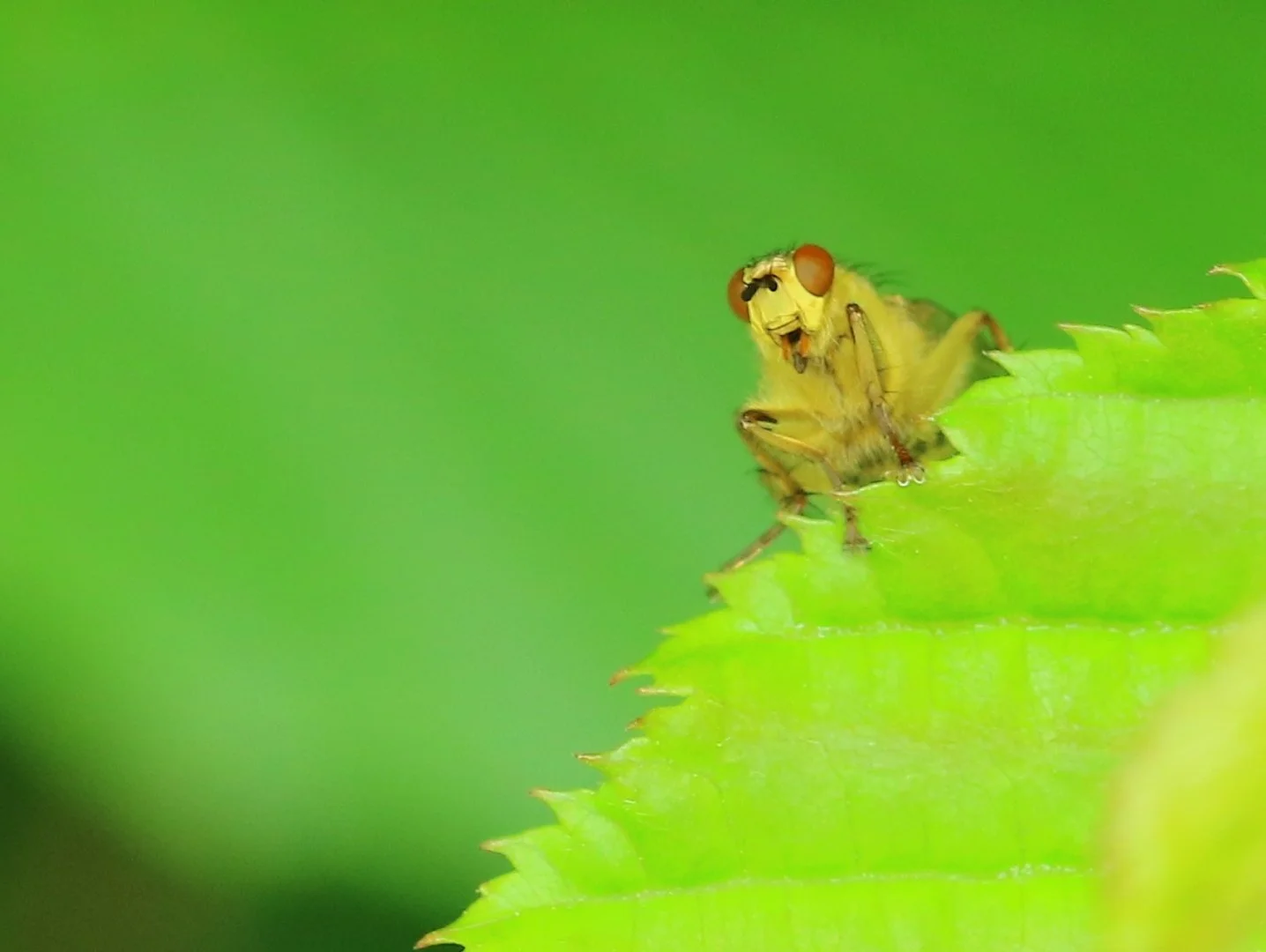 Je-ne-suis-pas-un-singe.jpg