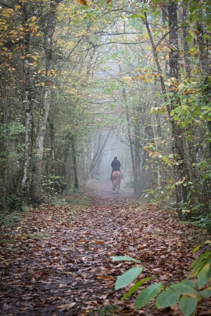Allons-nous-promener-dans-les-bois...jpg