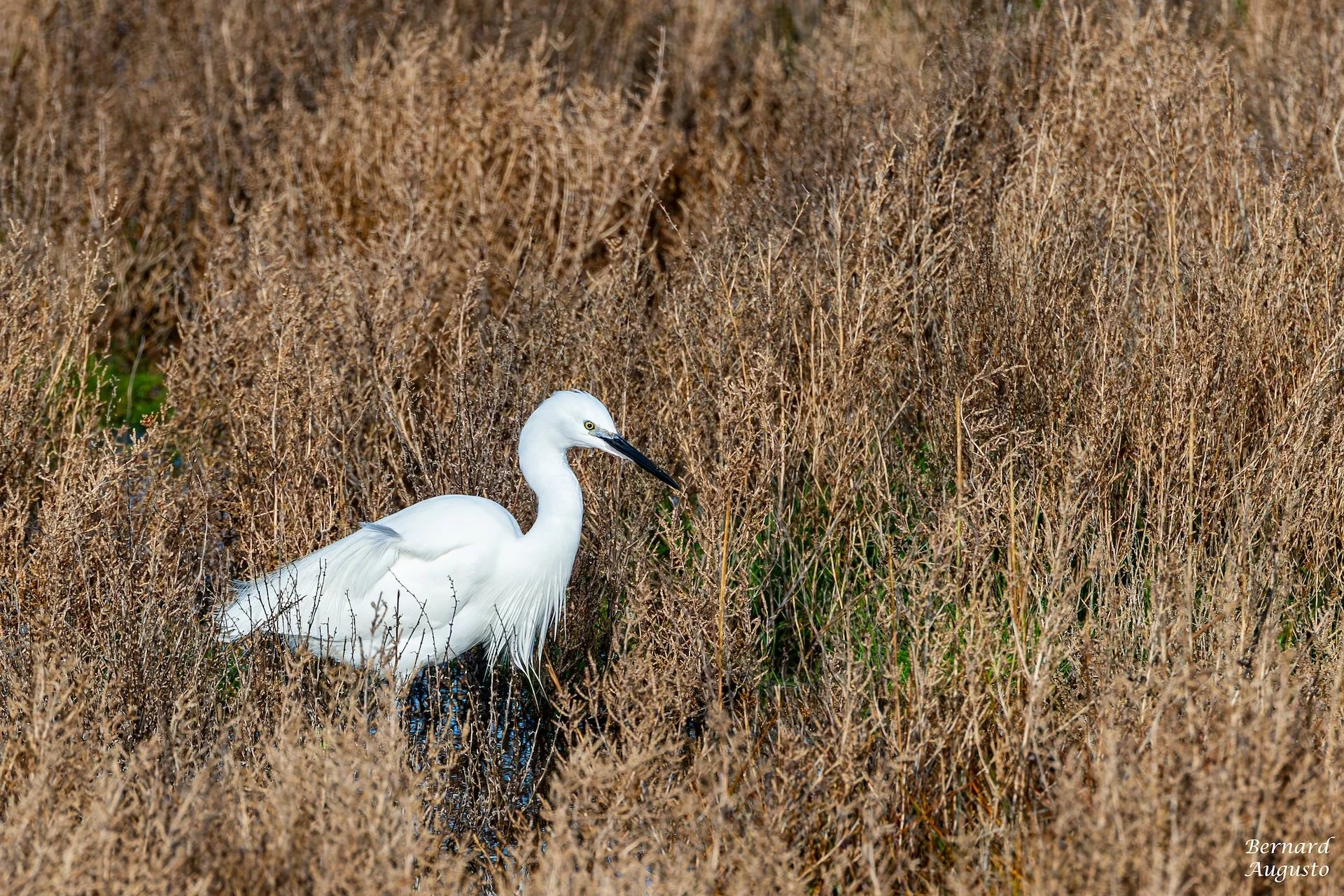 01-26-BA-10 - Cherrueix 13 - Une aigrette-garzette.jpg