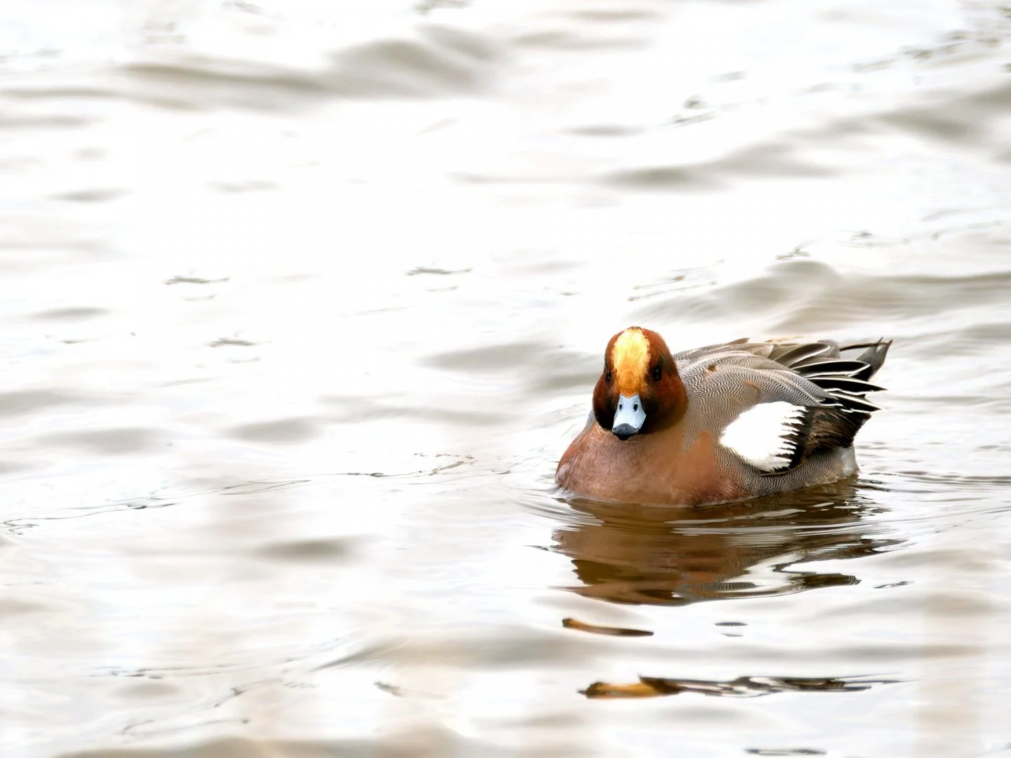 JV-Janvier-2025-Canard-siffleur-P1160393_DxO.jpg
