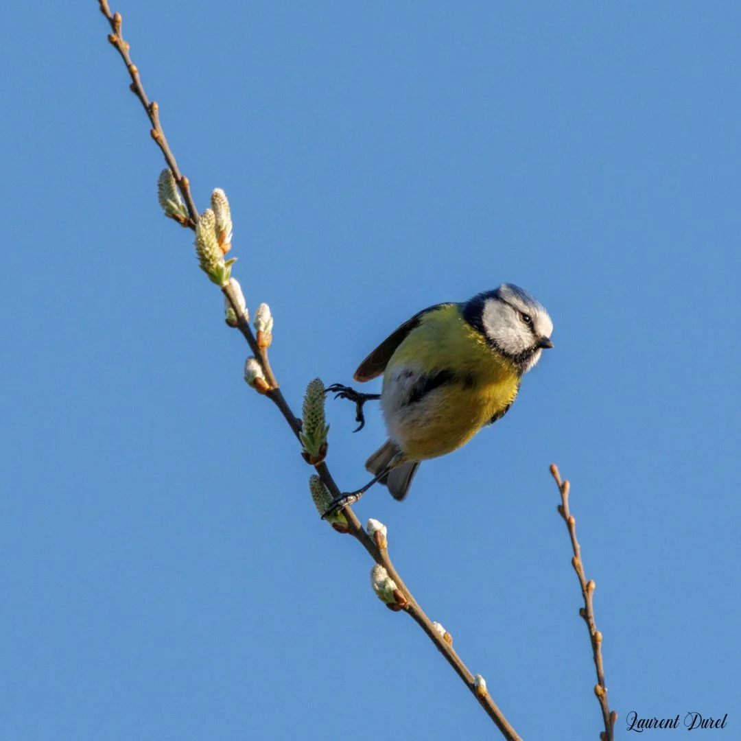 LD-03-25-mesange-bleue.jpg