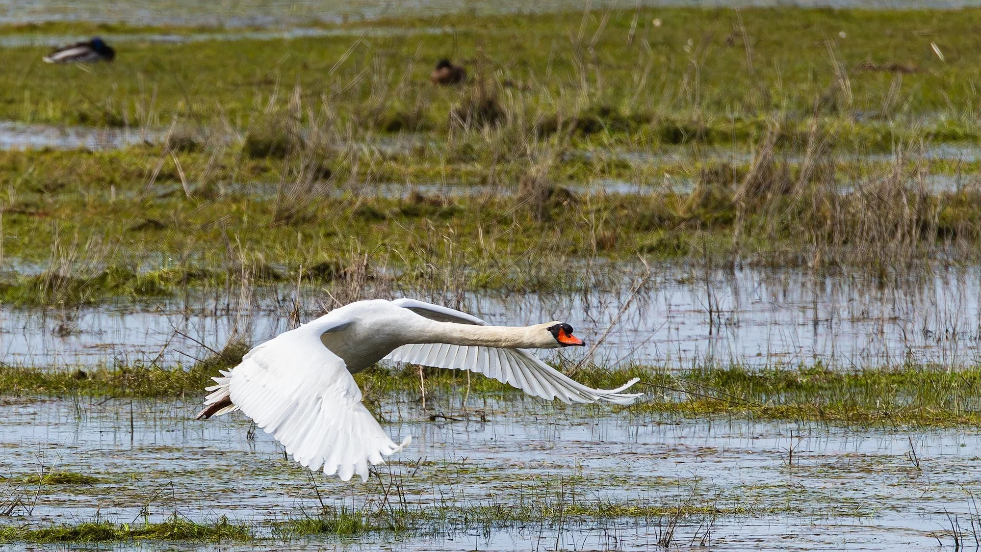 Décollage d'un cygne  sur le marais de Sougéal (35).jpg