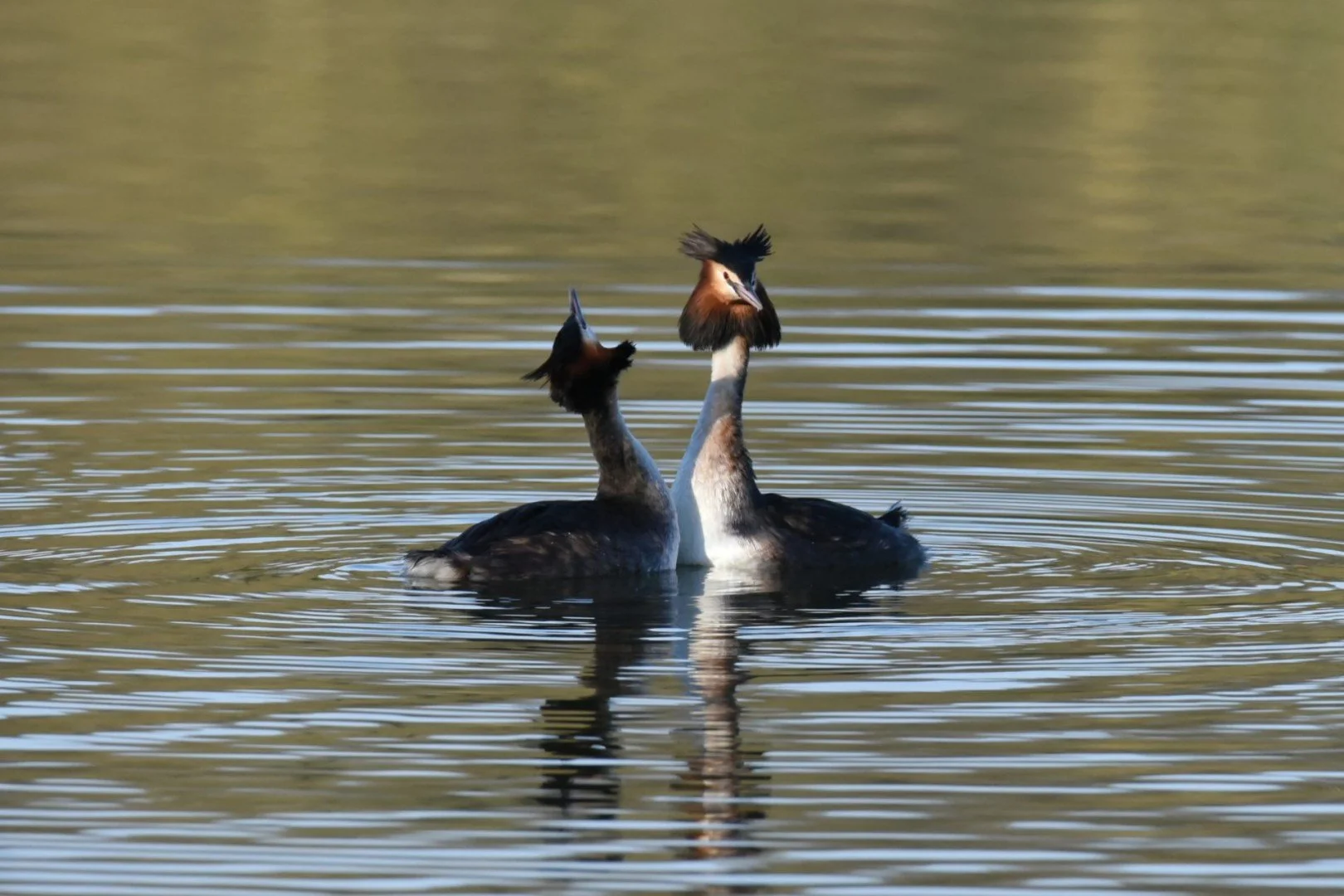 HM-Grebe-huppe-Mod-M-Vit2500s-f9-ISO-Aut-2500-Change-DSC_0682.jpg