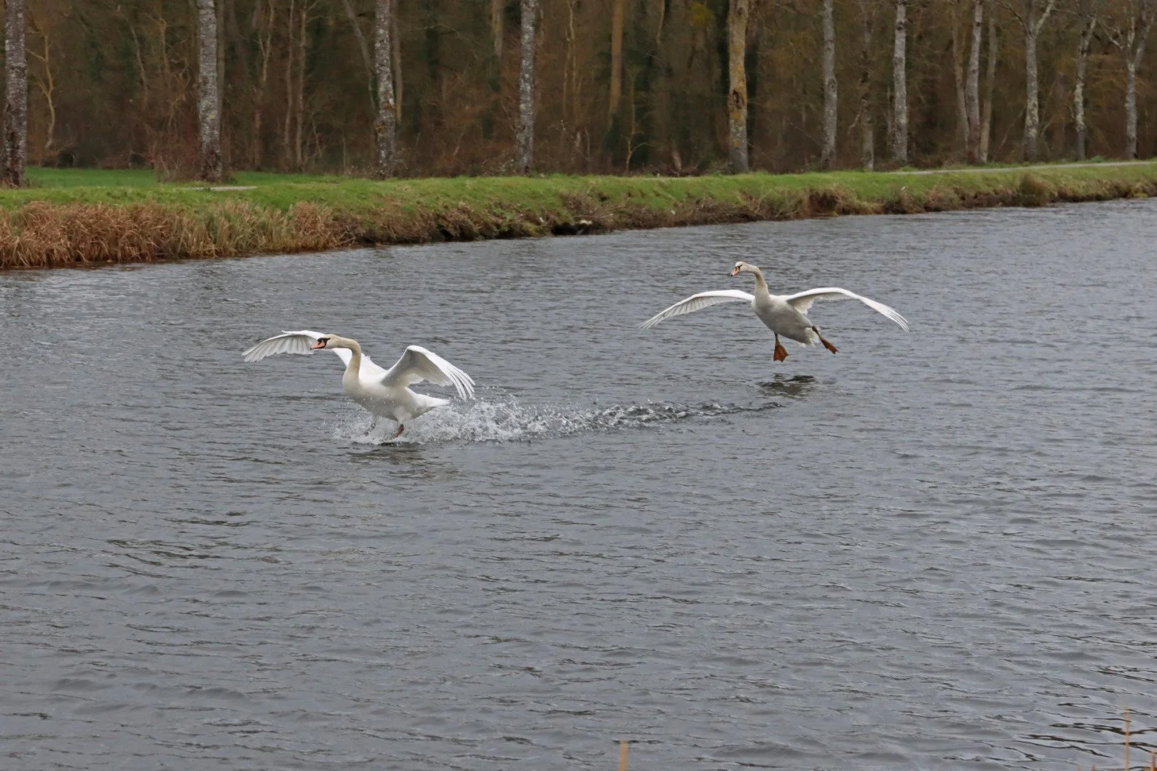 LD-1-03-22-800iso-1-320-6.3-70mm-cygnes_1.jpg