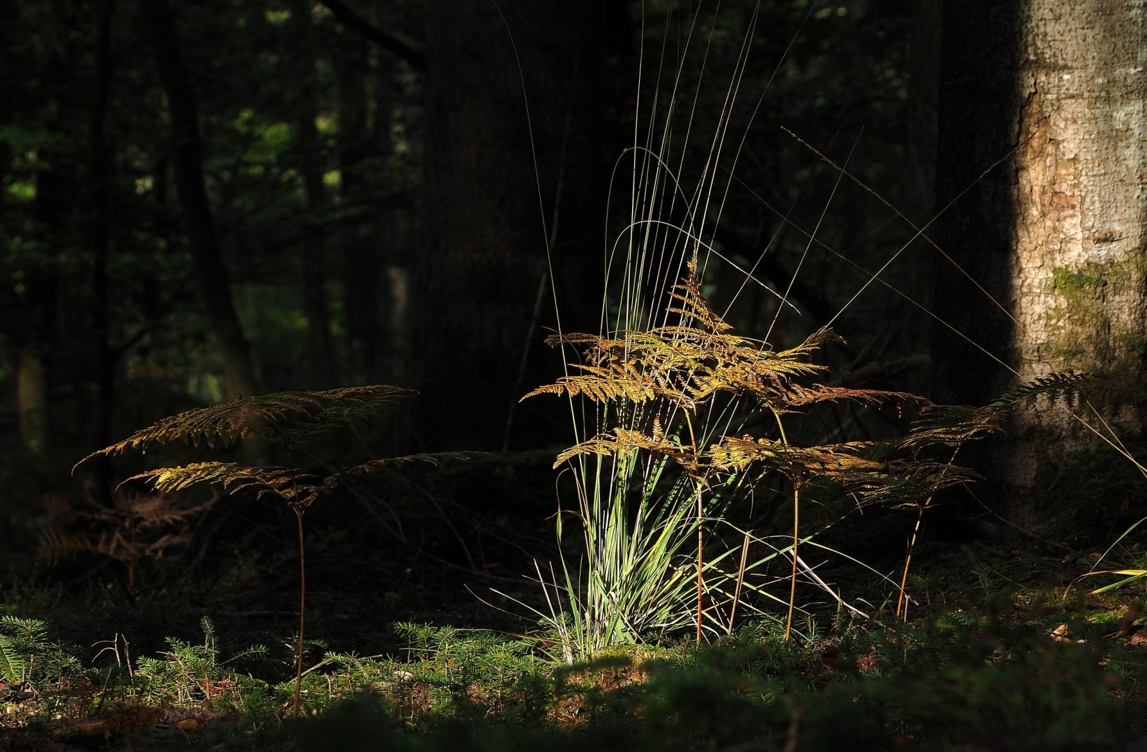 Sous-Bois-01.jpg