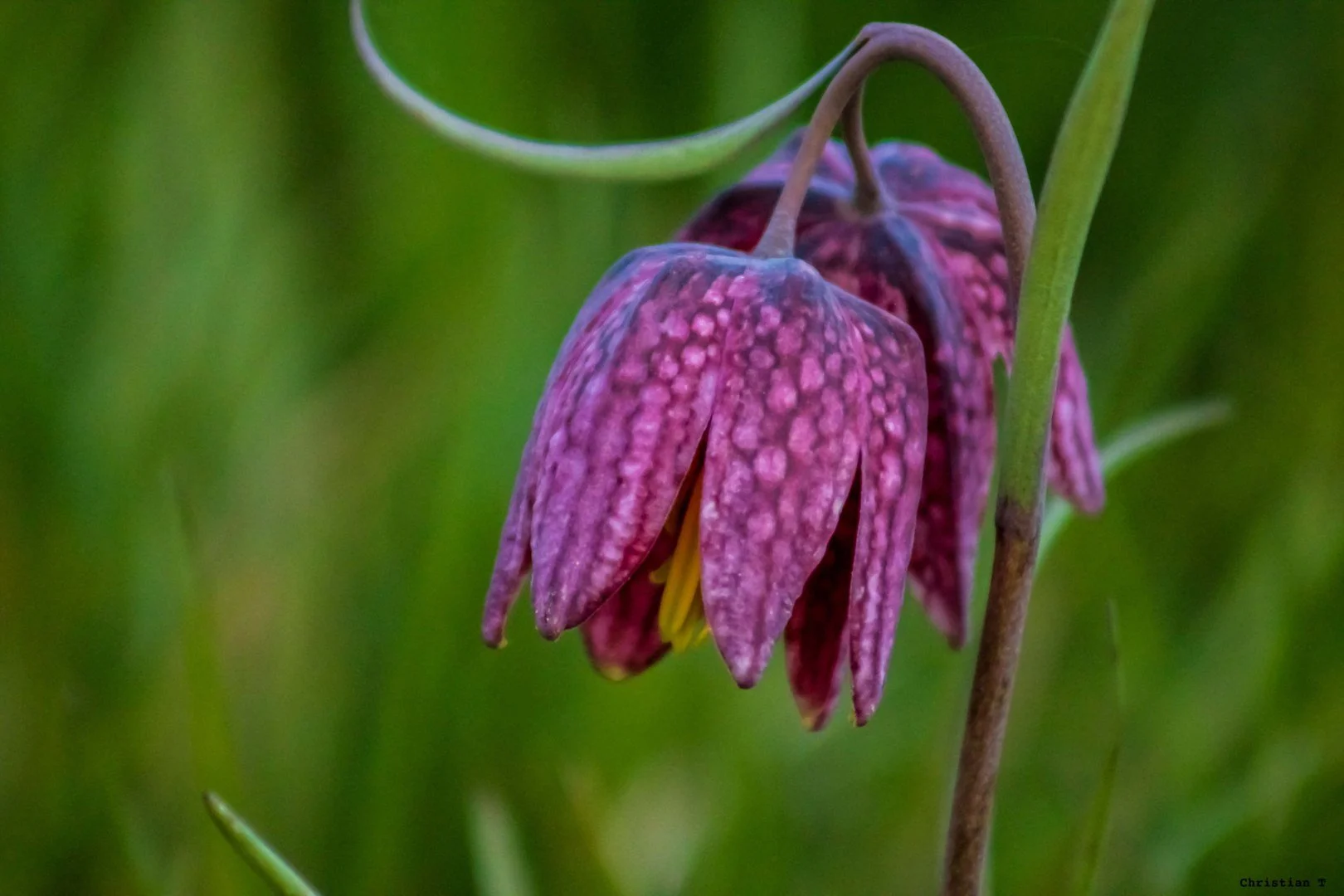 Fritillaires_avril_2021_17.jpg