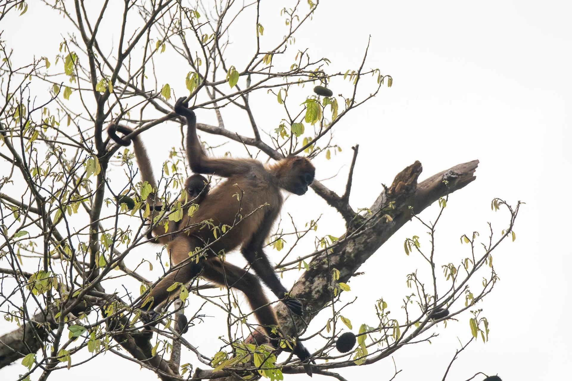 01-04-HM35 Le singe araignée DSC_9025.jpg