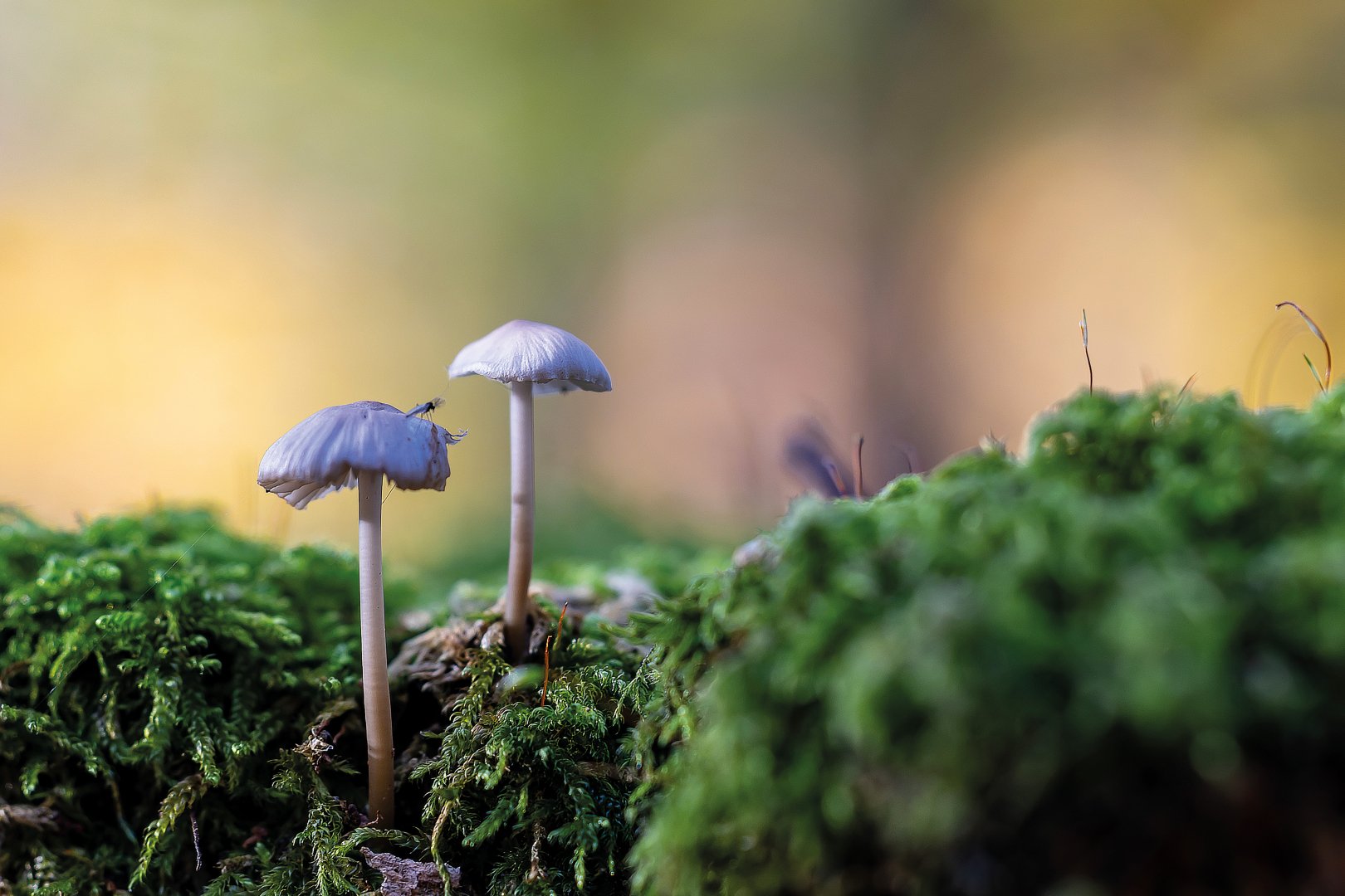 Bernard-Augusto-Mini-champignon-dans-le-bois-de-LHuisserie.jpg