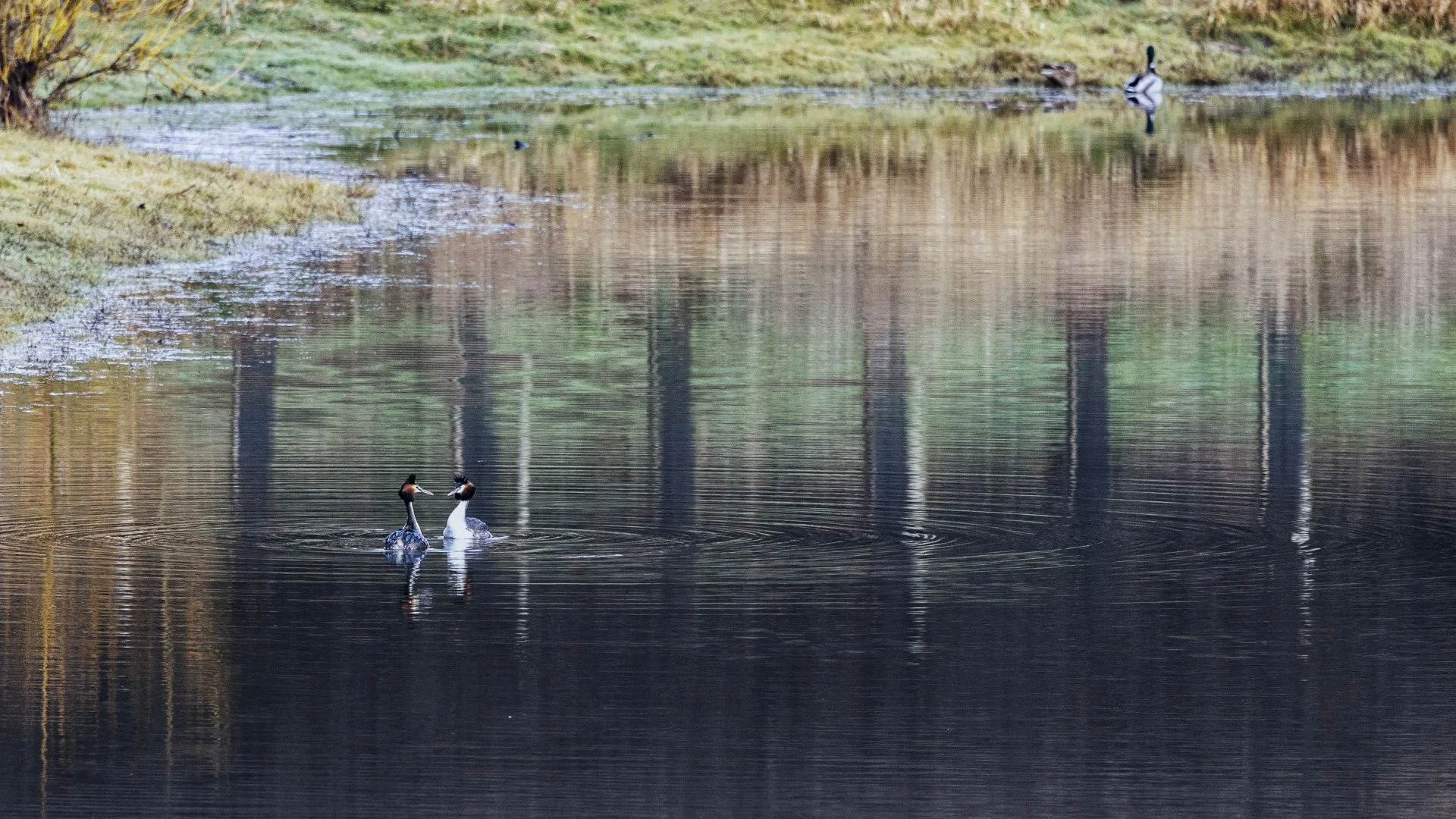 BA-04Bourgon-15-Fin-de-la-parade-des-grebes-huppes.jpg