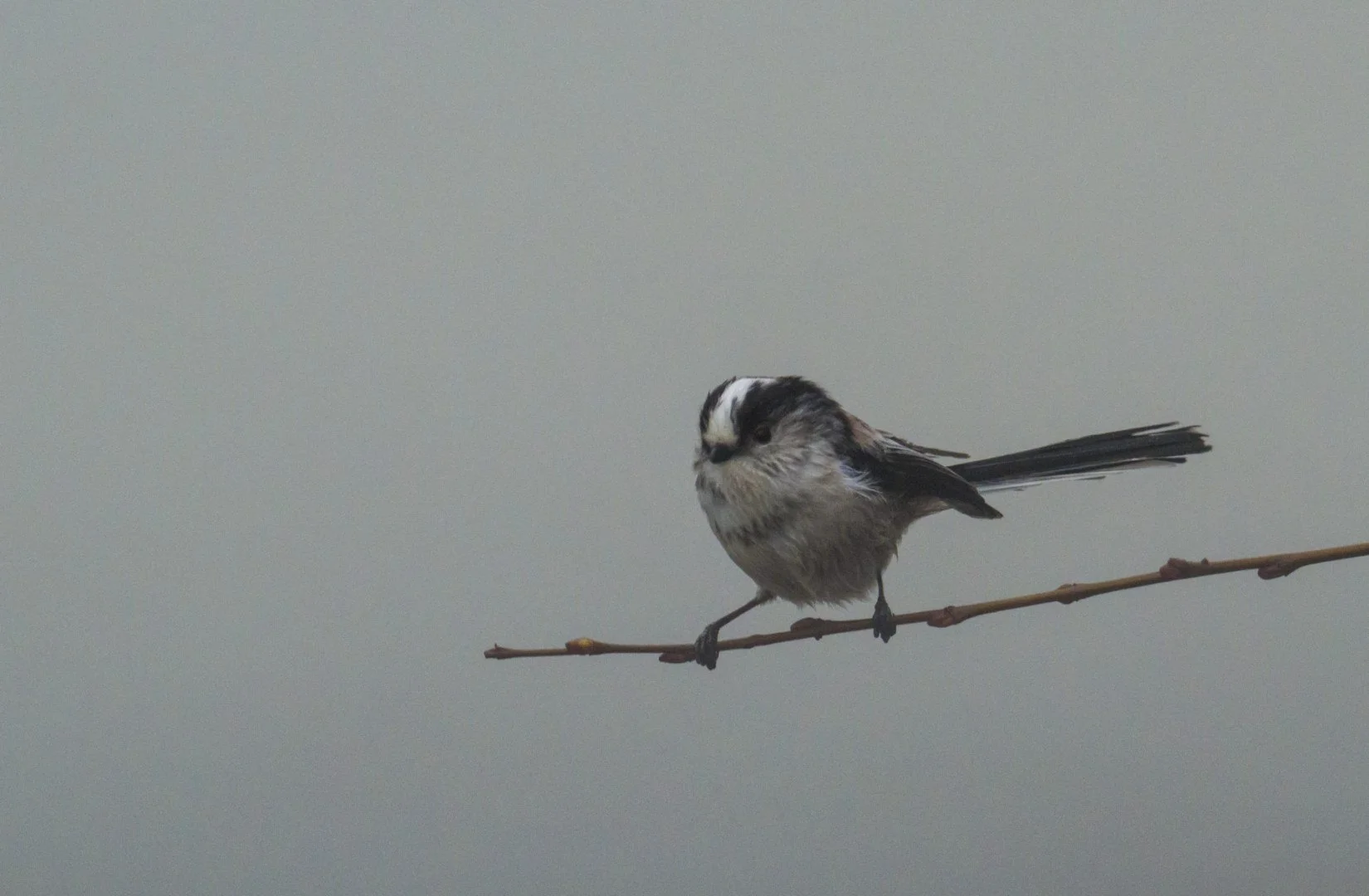 orite.jpg