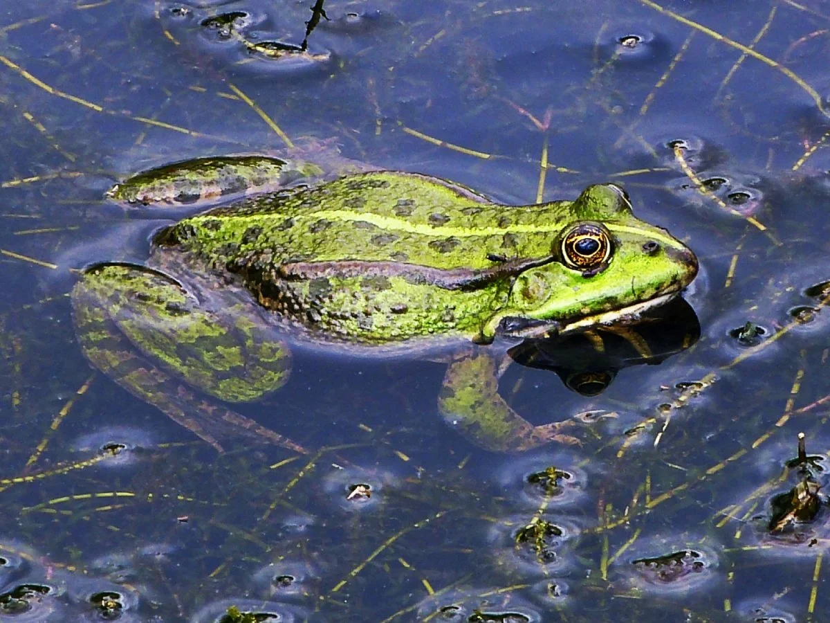 Une-grenouille-qui-se-prélasse.jpg
