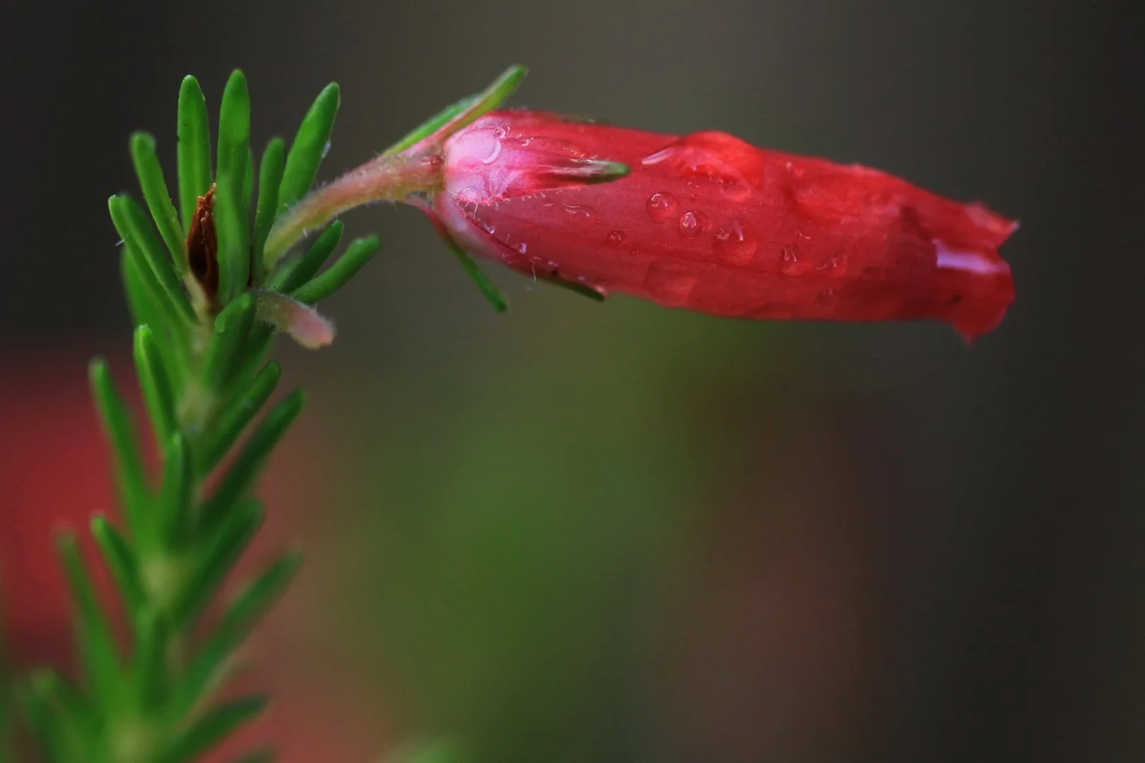 Erica-Oatesii.jpg