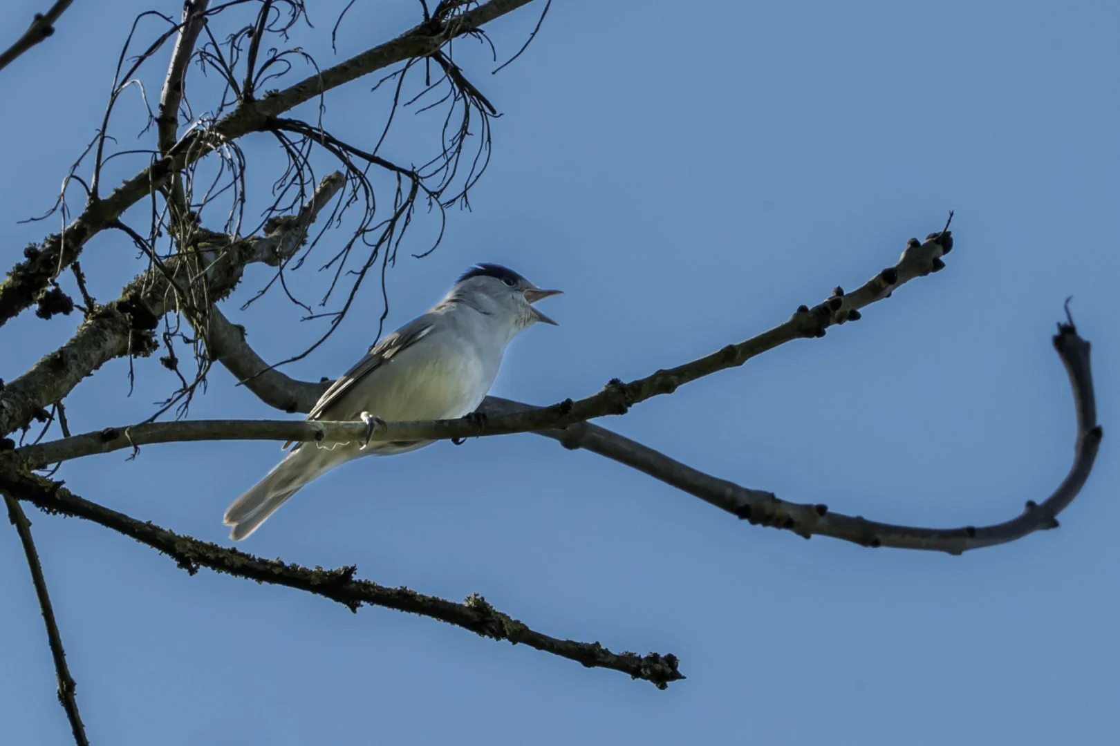 Oiseau.jpg