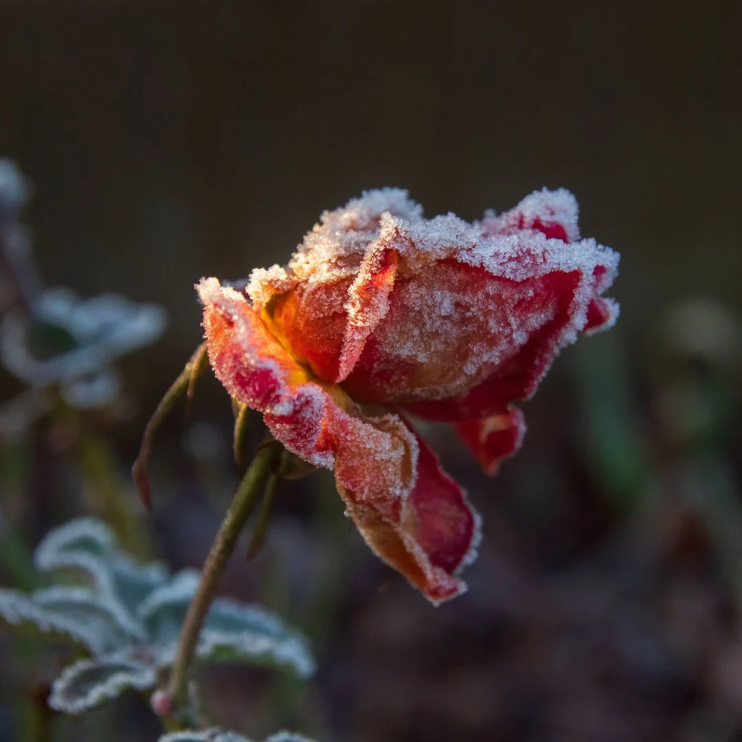 Rose-Gelee.jpg