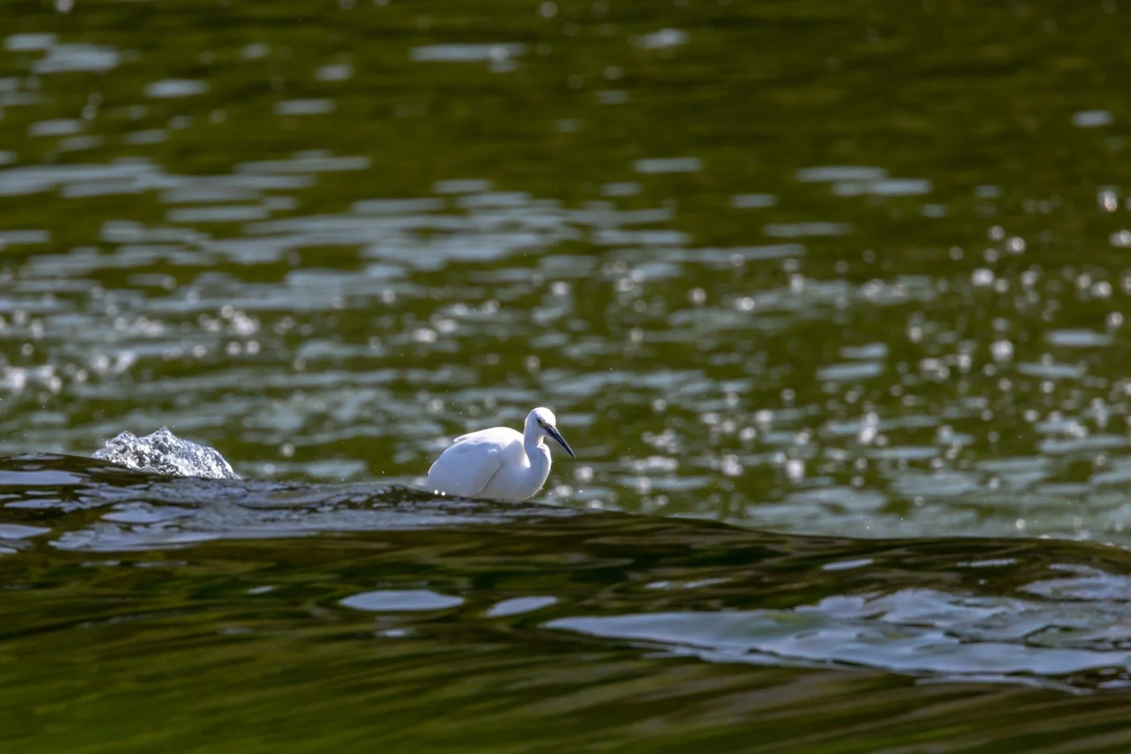 Une-aigrette-garzette-sur-le-deversoir-de-lecluse-de-Benatre.jpg