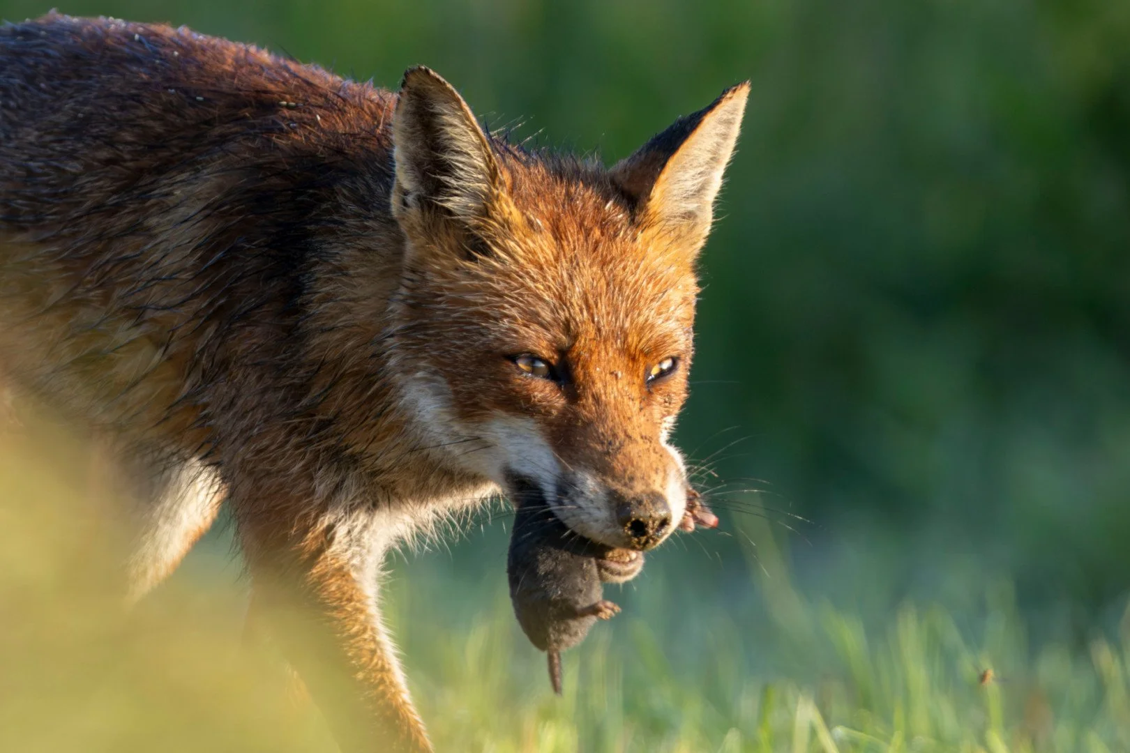 RG_0824_Renard02.jpg
