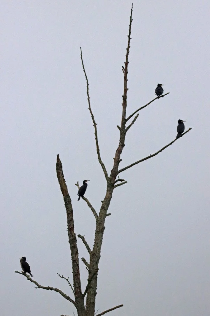 LD-01-2022-4-cormorans-f5-1600-165mm-4000eme.jpg