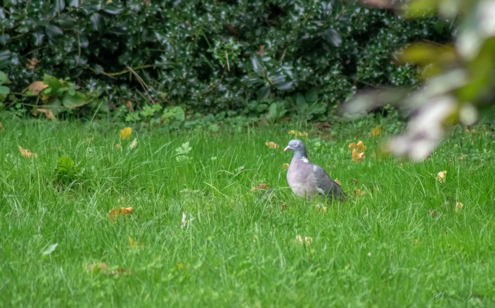 PD-10-24-1-Pigeon-ramier.jpg
