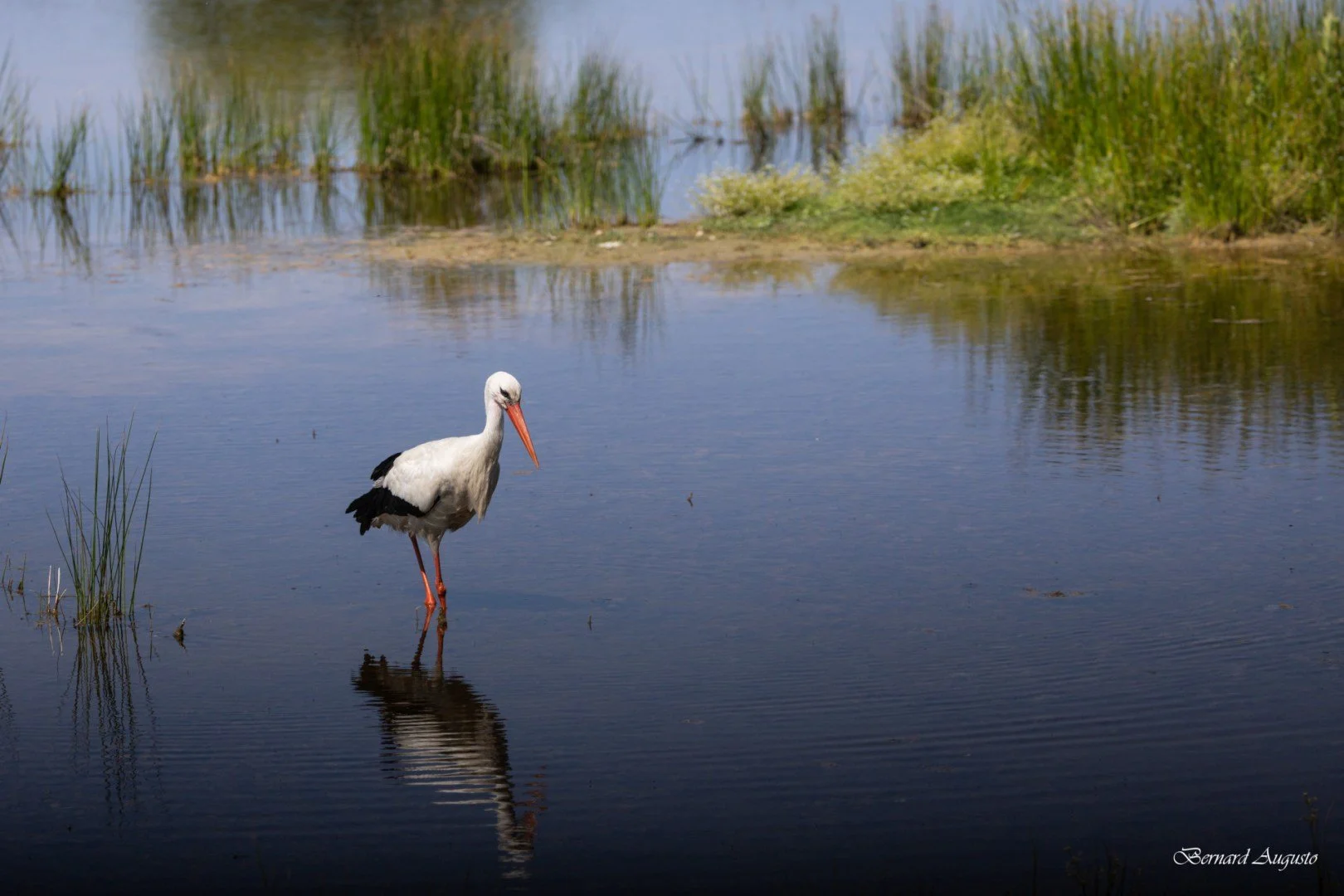 BA-Ete-2025-12-Marquenterre-une-cigogne-en-vadrouille.jpg