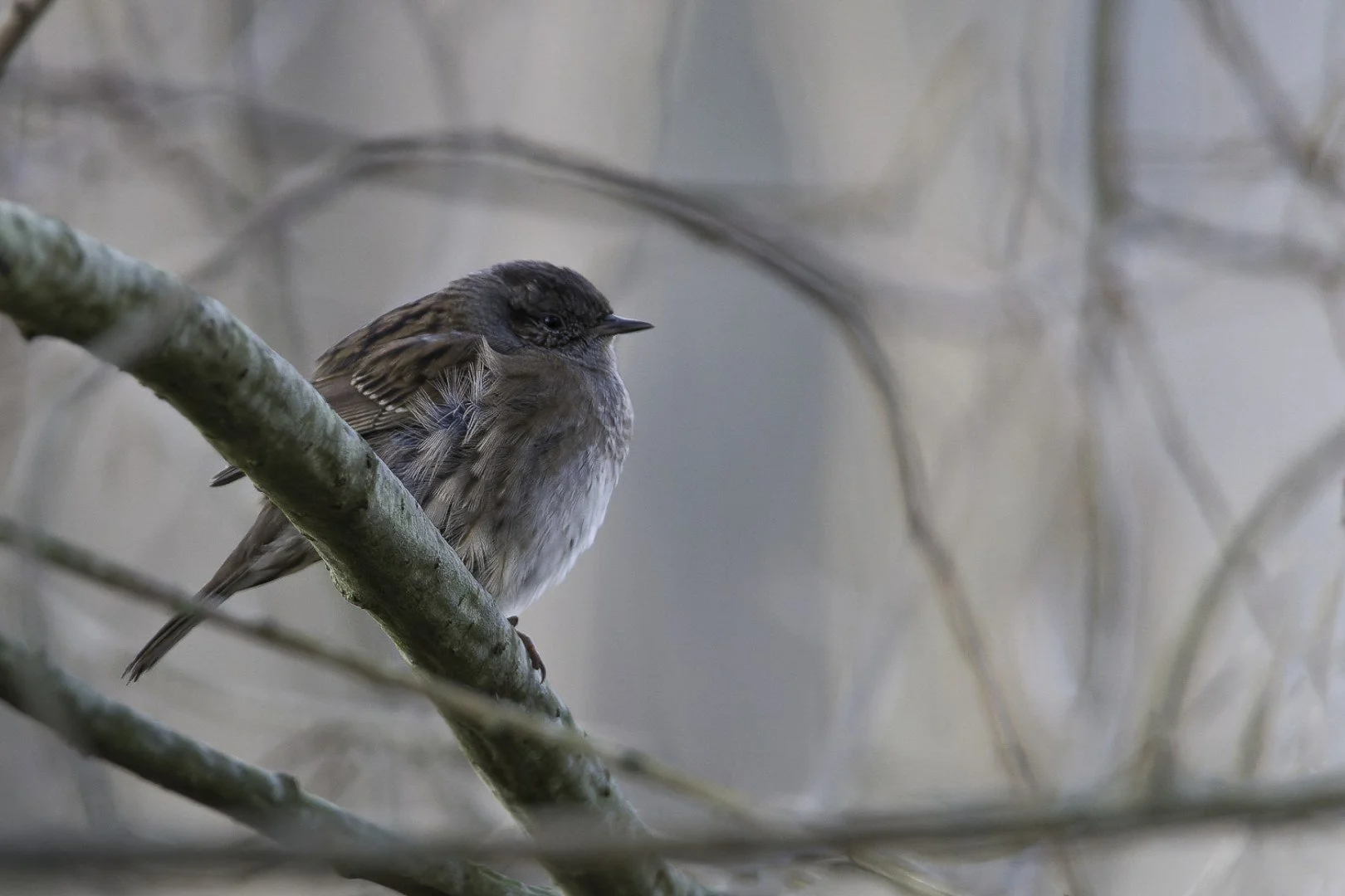pf_01_22-1_880s-f6_3-600mm-ISO3200-Moineau.jpg