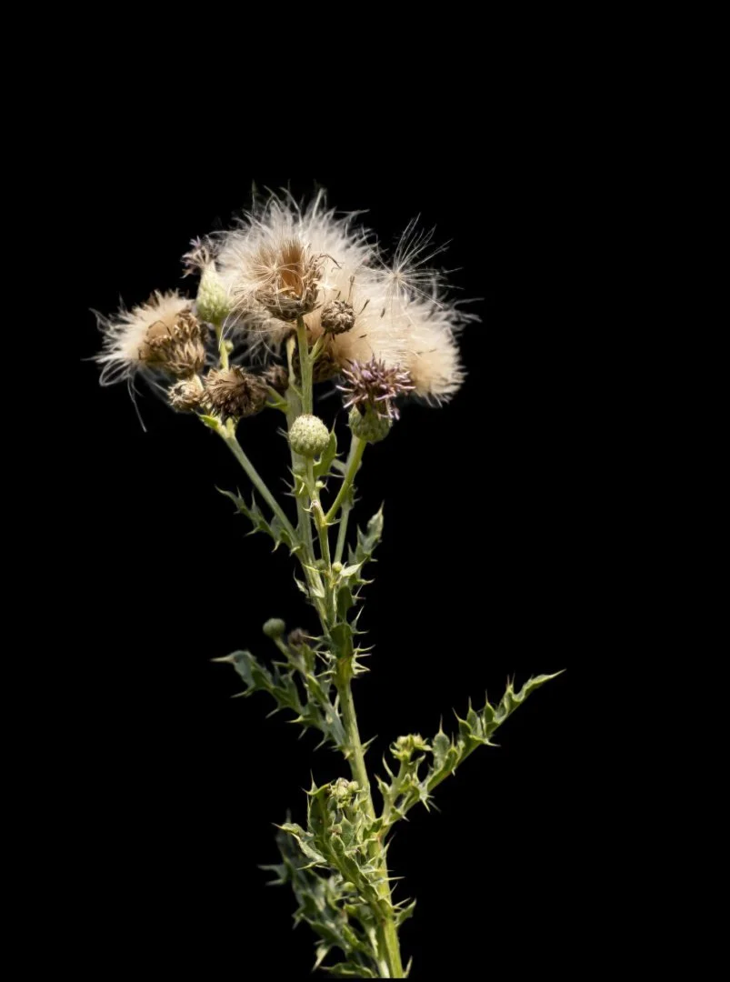 Fleur-2.jpg