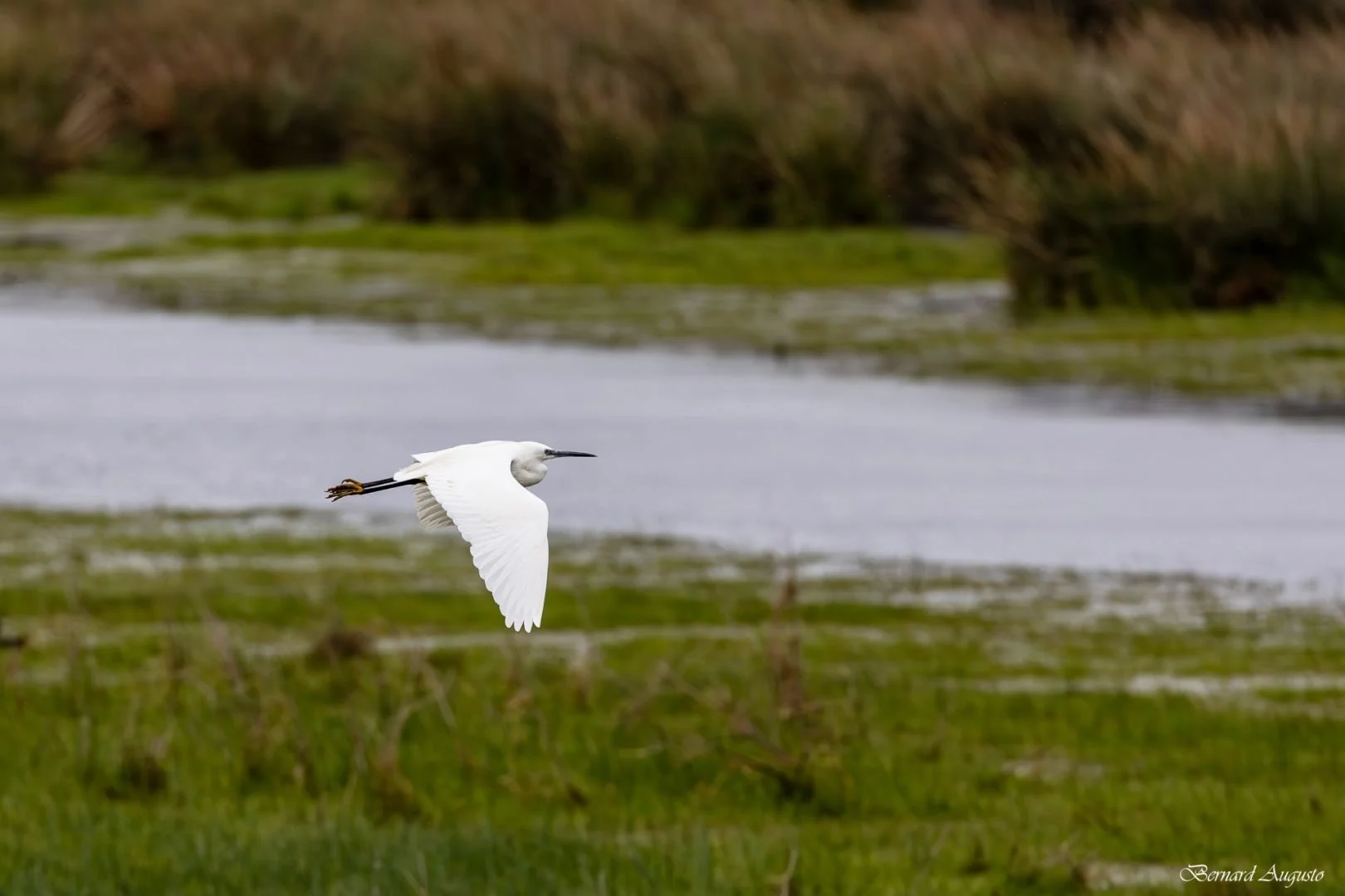 BA-04-04-25-Une-aigrette-garzette-a-Sougeal.jpg