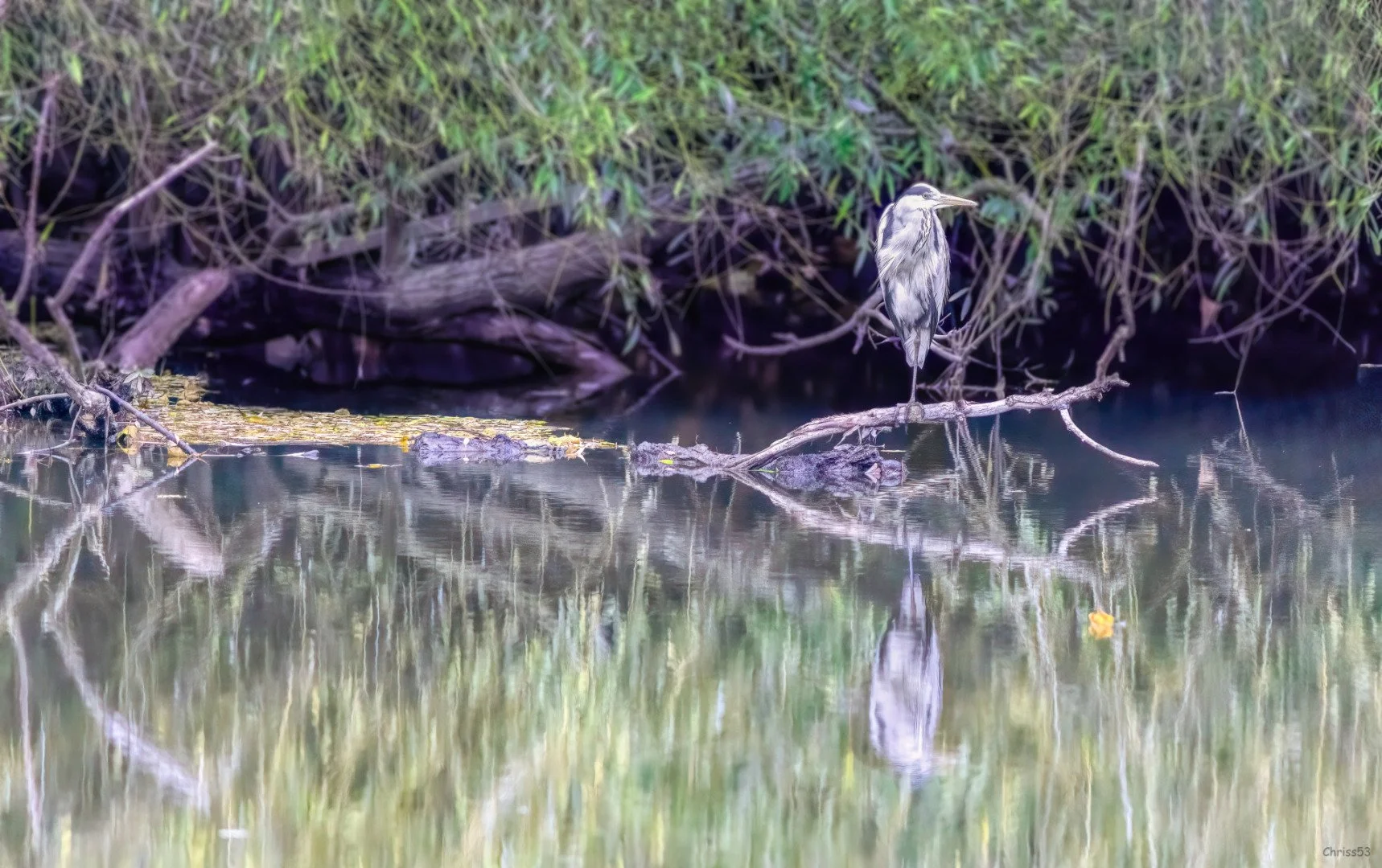 CP-11-2024-3-Heron-cendre.jpg