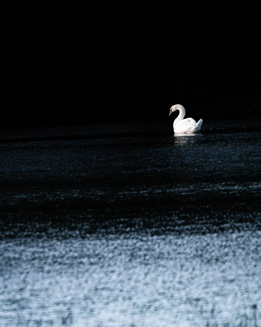Cygne.jpg