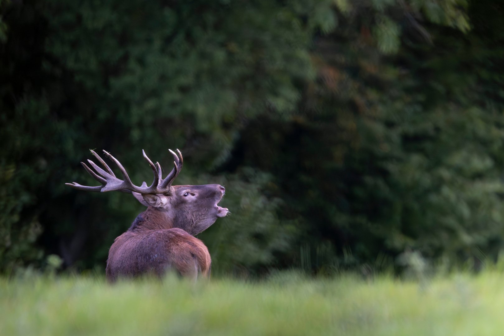 RG_0925_Cerf02.jpg