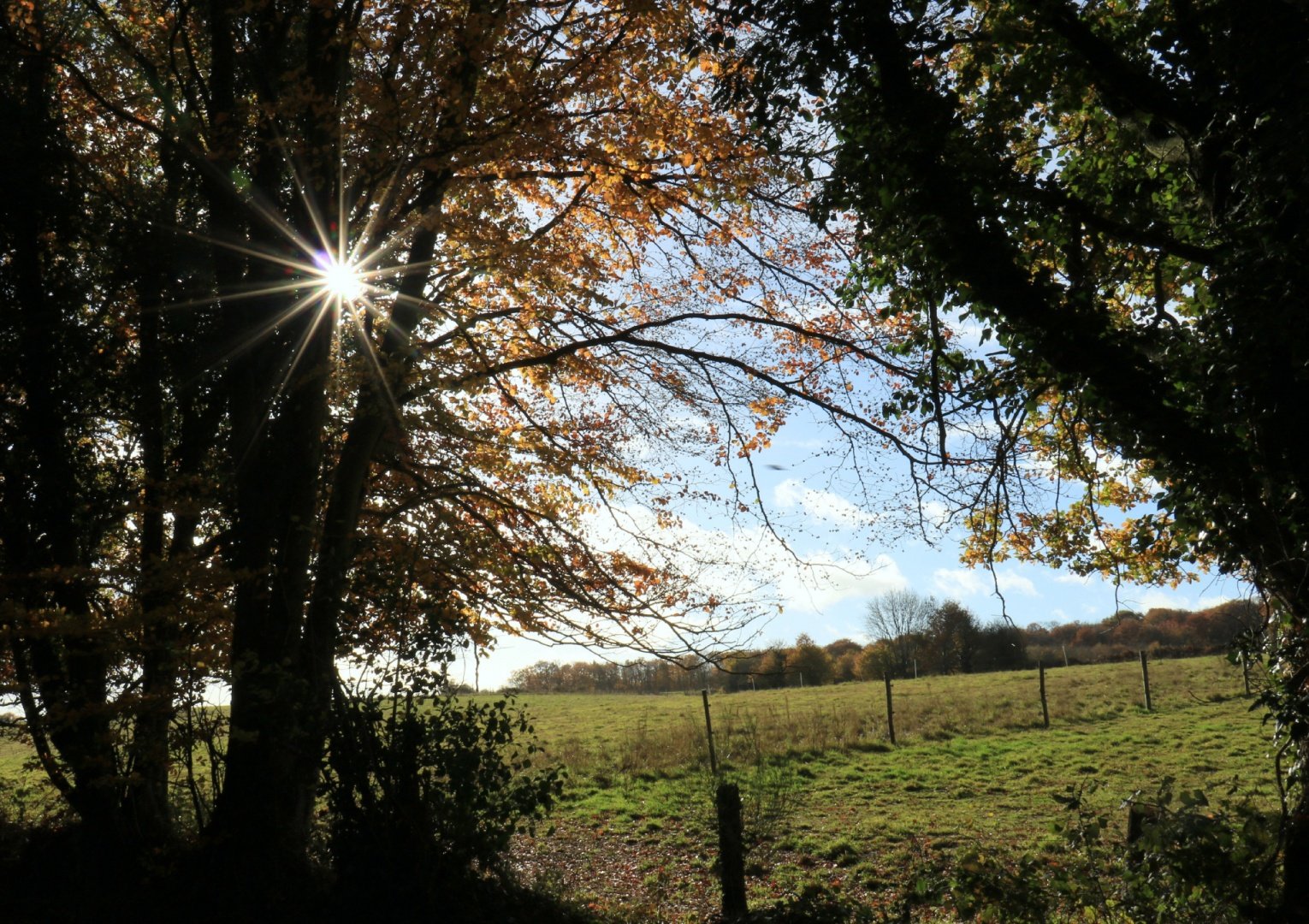 Etoile-du-jour.jpg