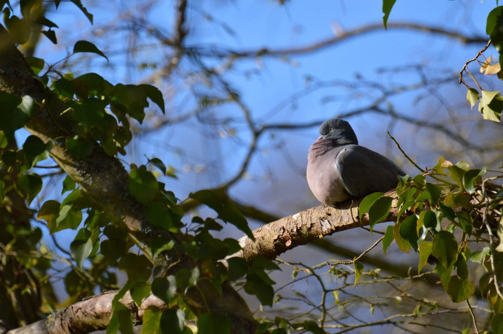 Pigeon_Ramier.jpg