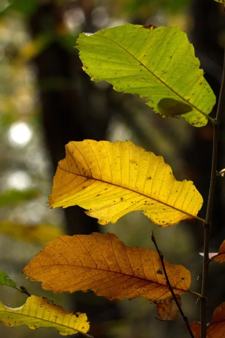 Couleurs-automnales_li.jpg